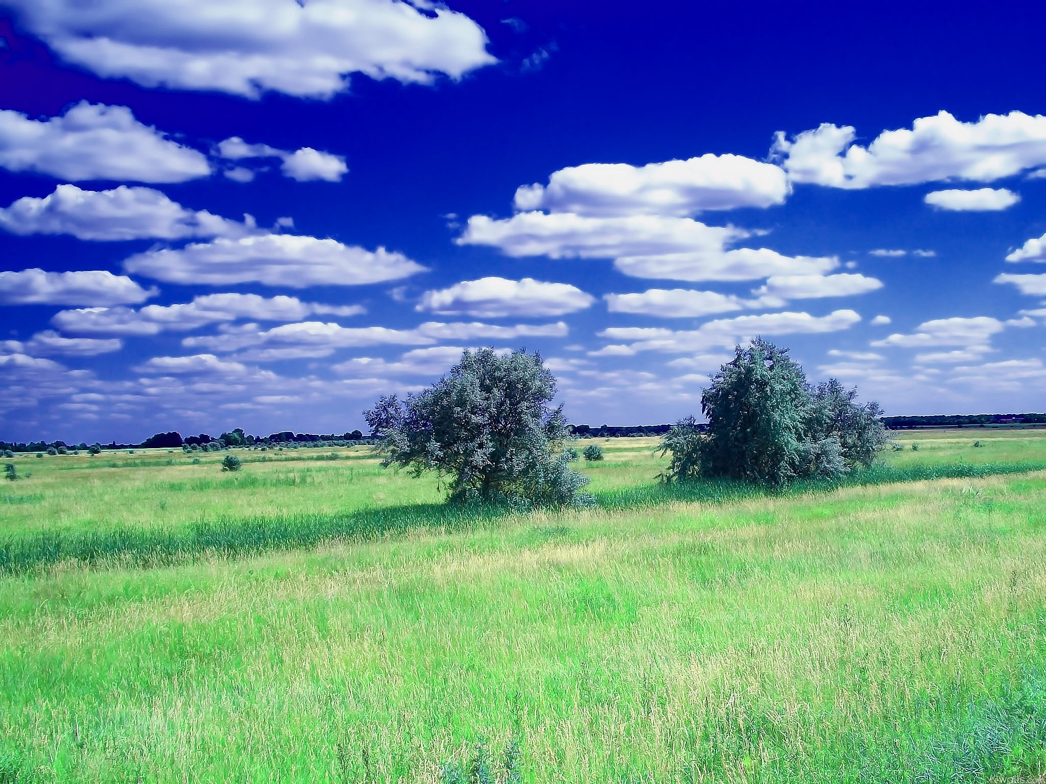 147852 Bild herunterladen clouds, natur, bäume, grass, sky, sommer, feld - Hintergrundbilder und Bildschirmschoner kostenlos