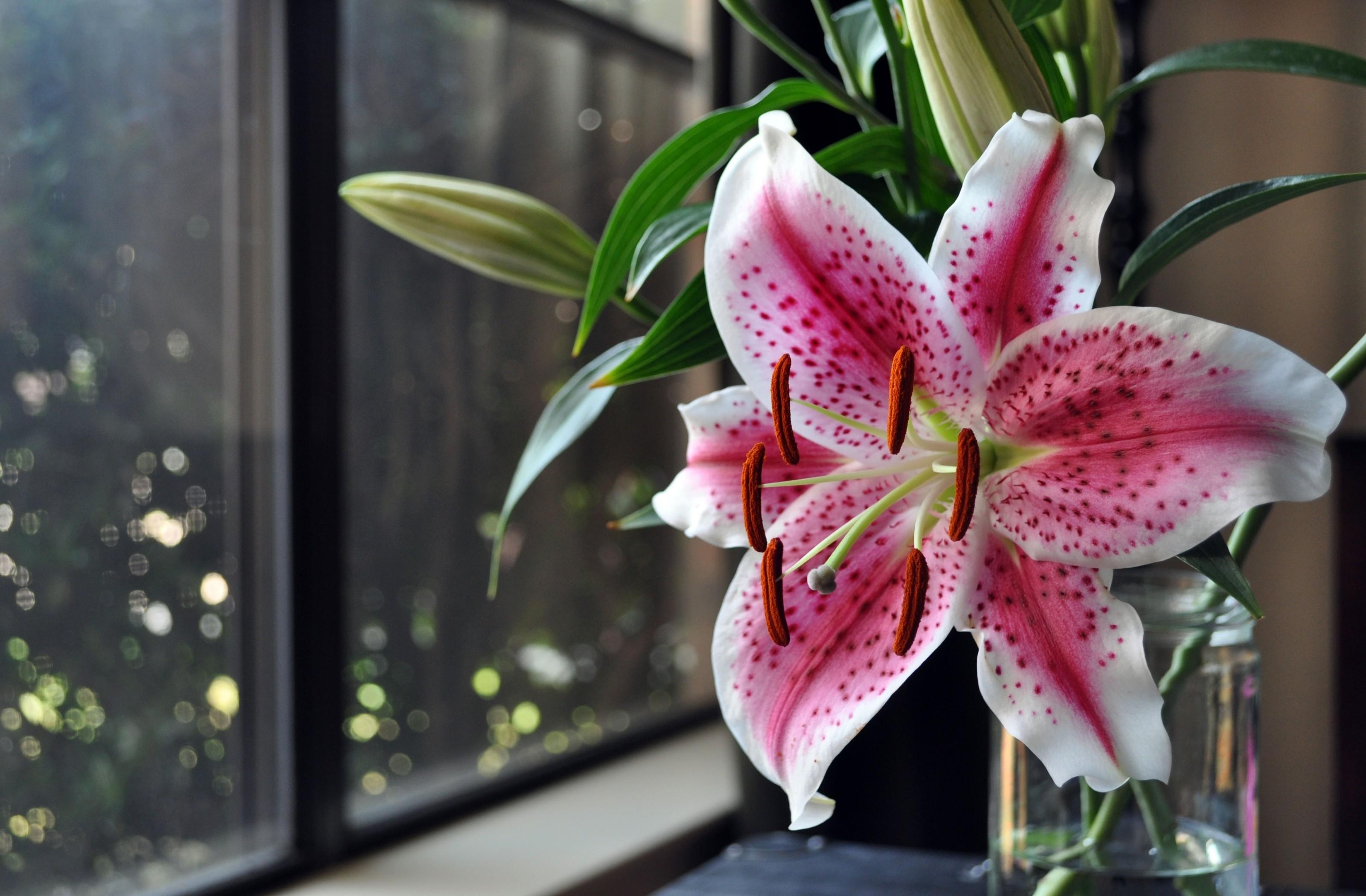 lily, flowers, flower, spotted, window, vase, stamens download HD wallpaper