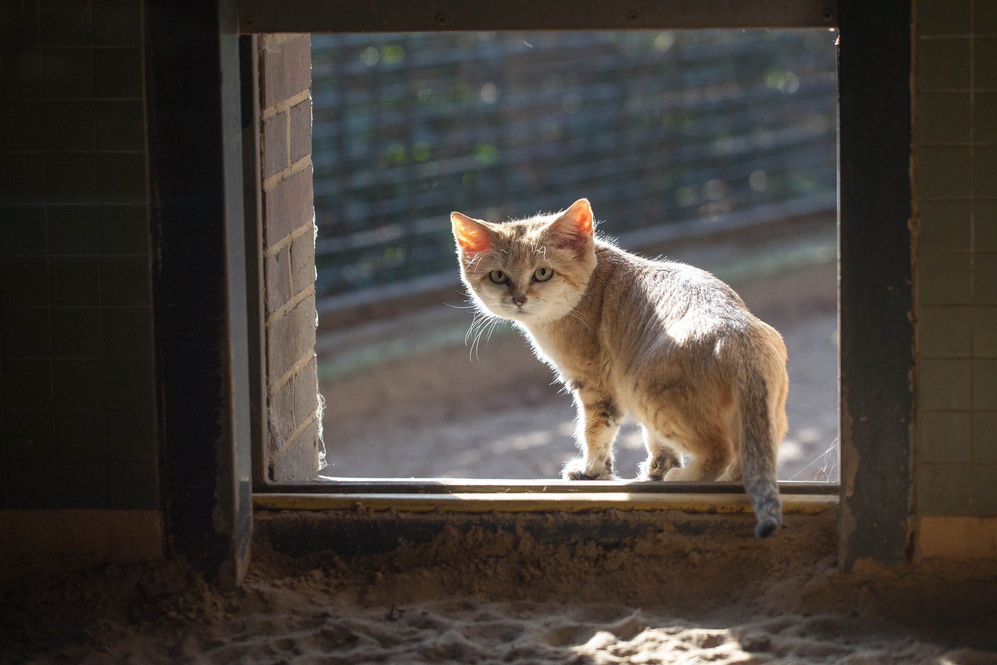 Котик на окне фото