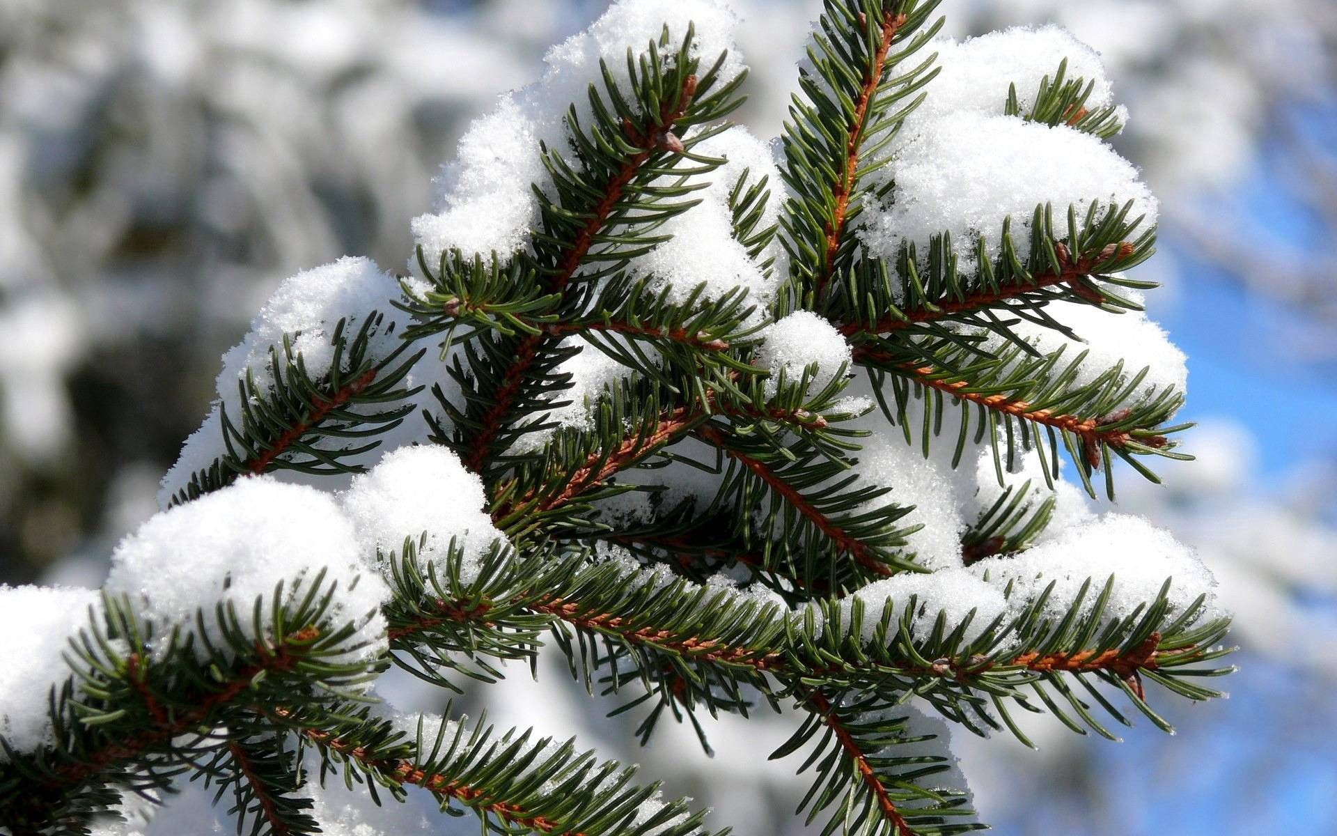 winter, macro, snow, spruce, fir, coating, covering 1080p