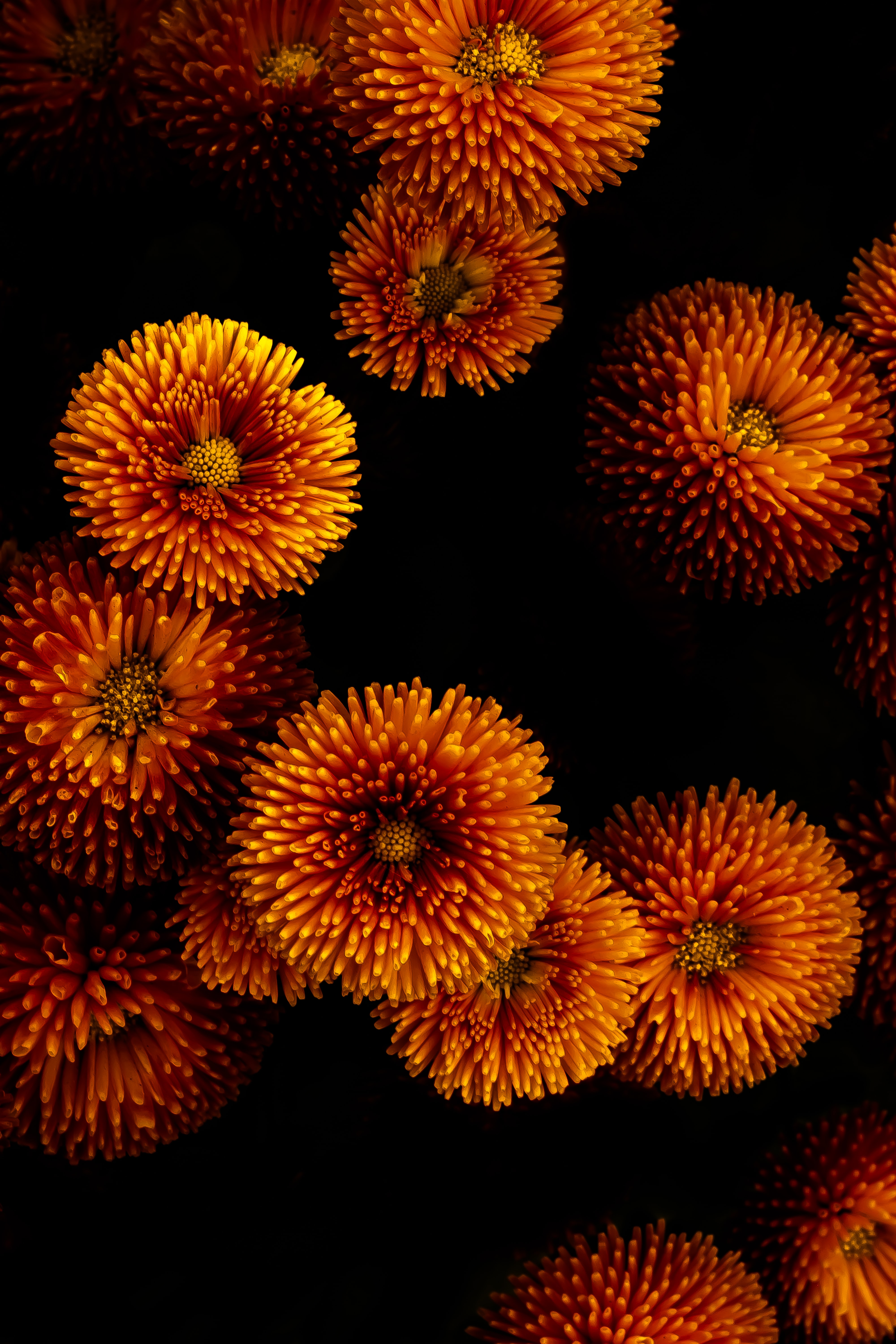 131287 Bildschirmschoner und Hintergrundbilder Chrysantheme auf Ihrem Telefon. Laden Sie blumen, gelb, blühenden, blühen Bilder kostenlos herunter