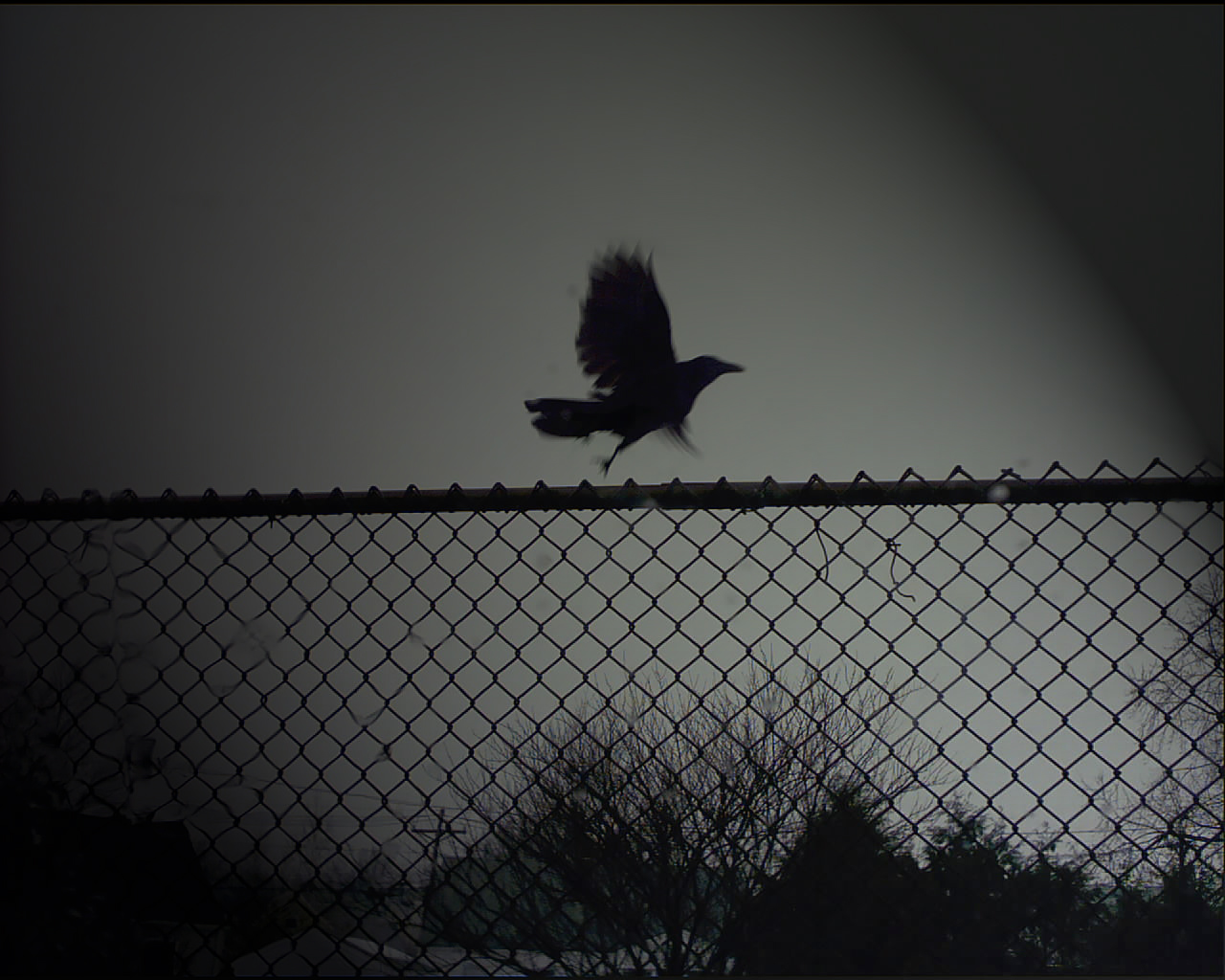 Mobile wallpaper bird, dark, other, crow
