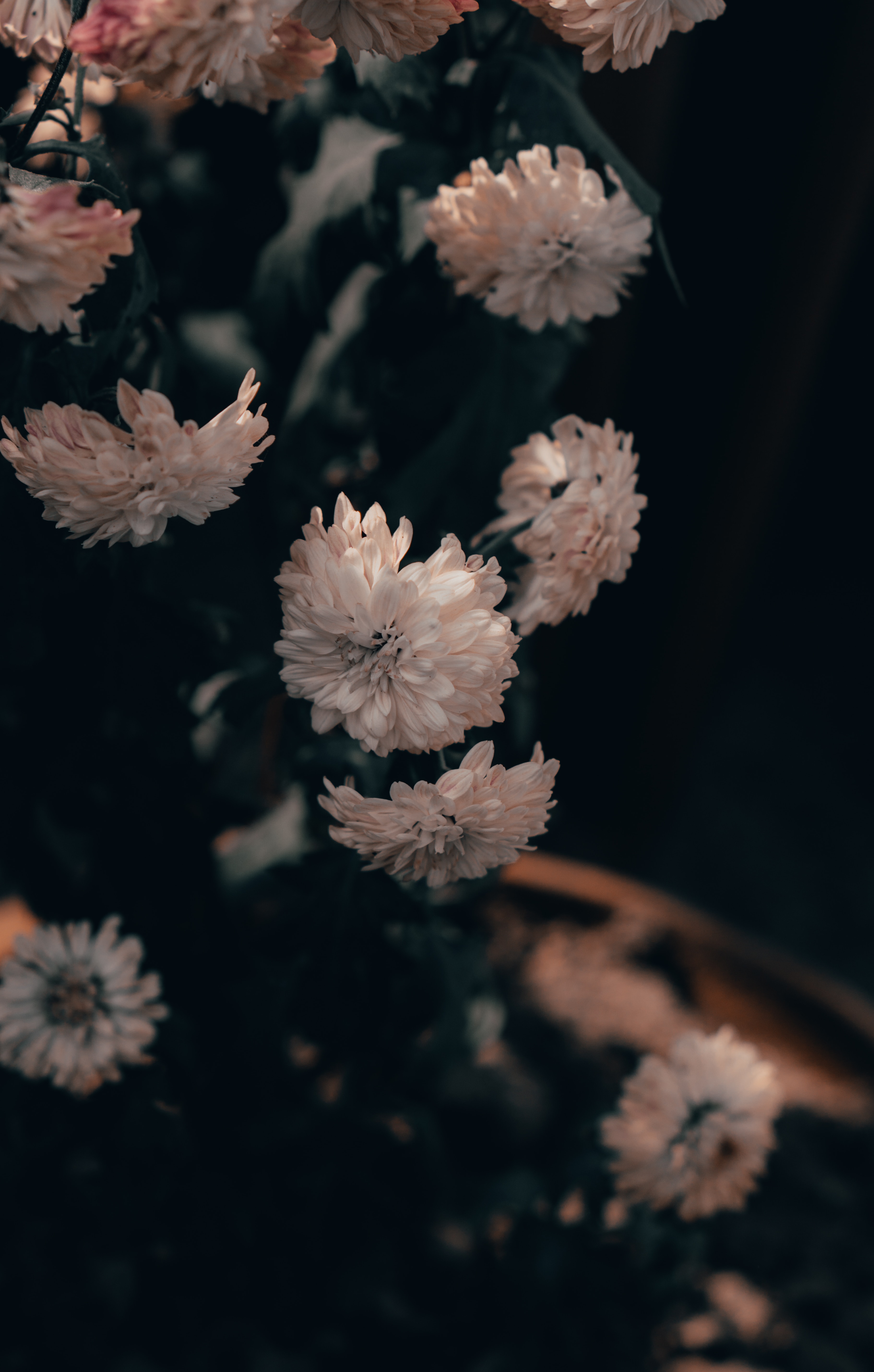 127915 Bildschirmschoner und Hintergrundbilder Chrysantheme auf Ihrem Telefon. Laden Sie rosa, blumen Bilder kostenlos herunter