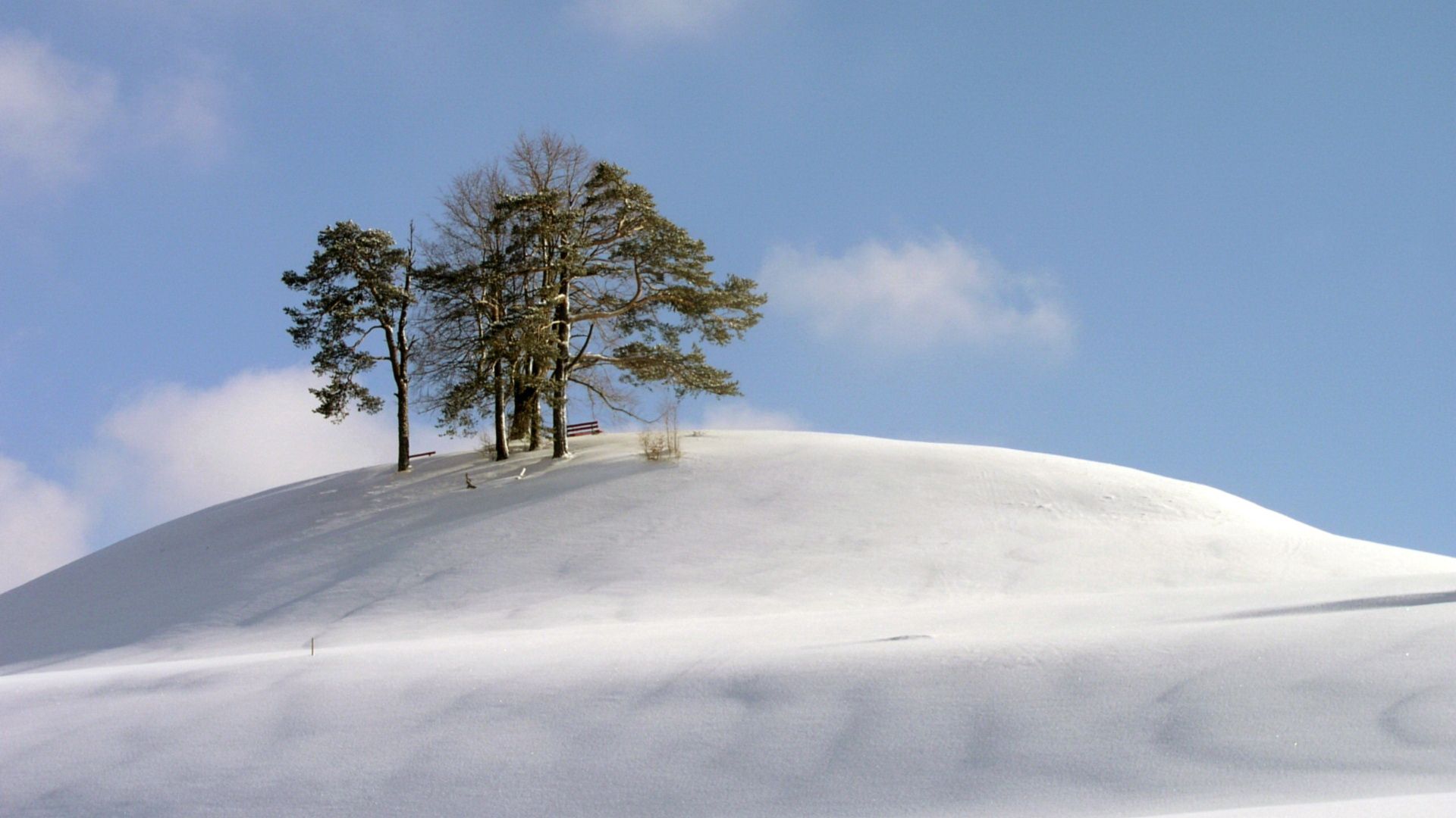 61245 Hintergrundbild herunterladen natur, bäume, schnee, hügel, hill, kalt, schneesturm, wind - Bildschirmschoner und Bilder kostenlos