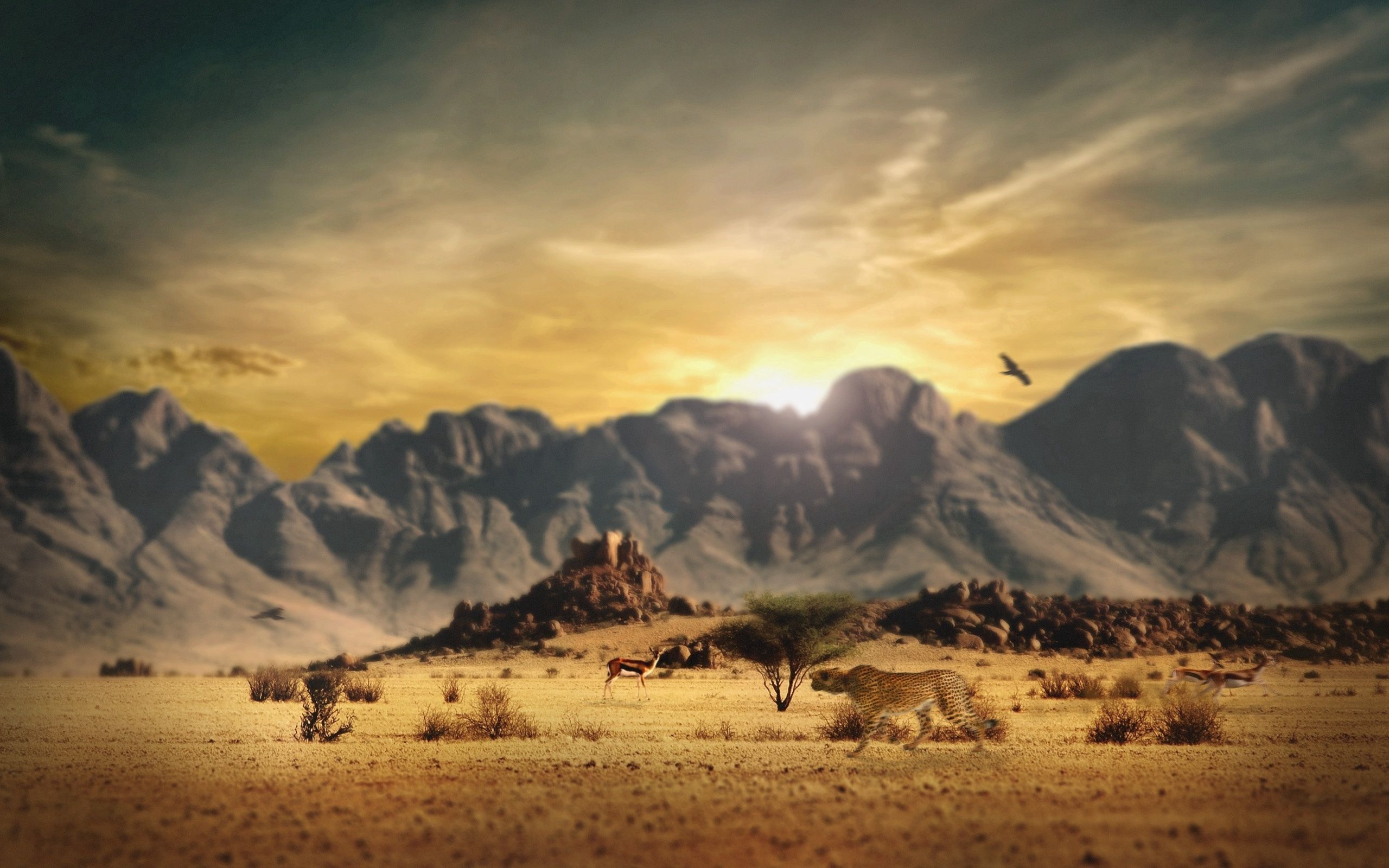 115145 Hintergrundbild herunterladen natur, mountains, savanna, gepard, jagd - Bildschirmschoner und Bilder kostenlos