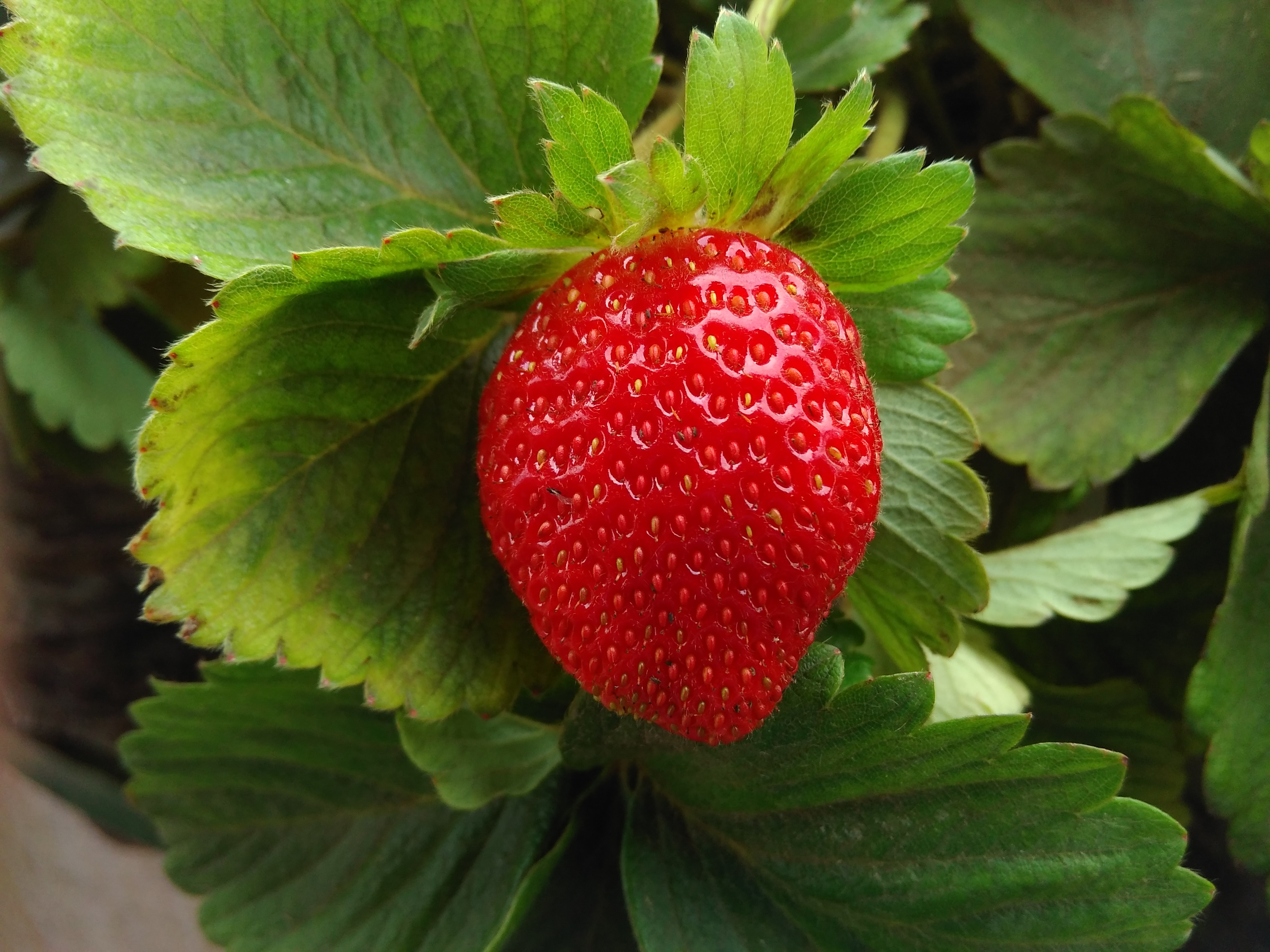 food, strawberry, berry, fruit, ripe, fetus for android