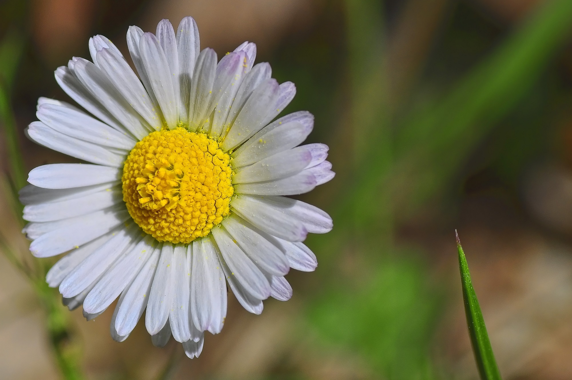 flowers, camomile, flower, petals Vertical Wallpapers