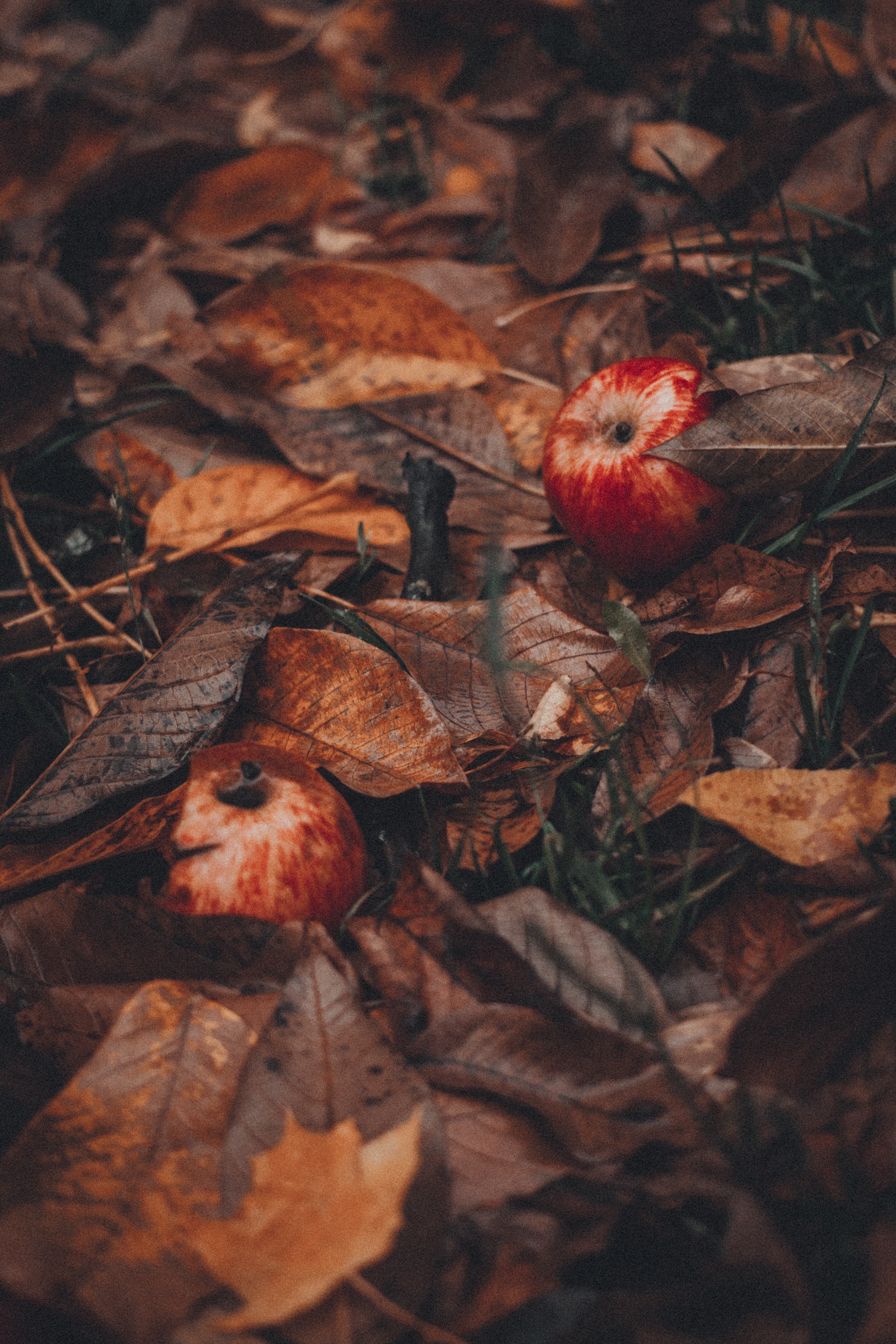 121083 download wallpaper food, grass, autumn, leaves, apples, harvest screensavers and pictures for free