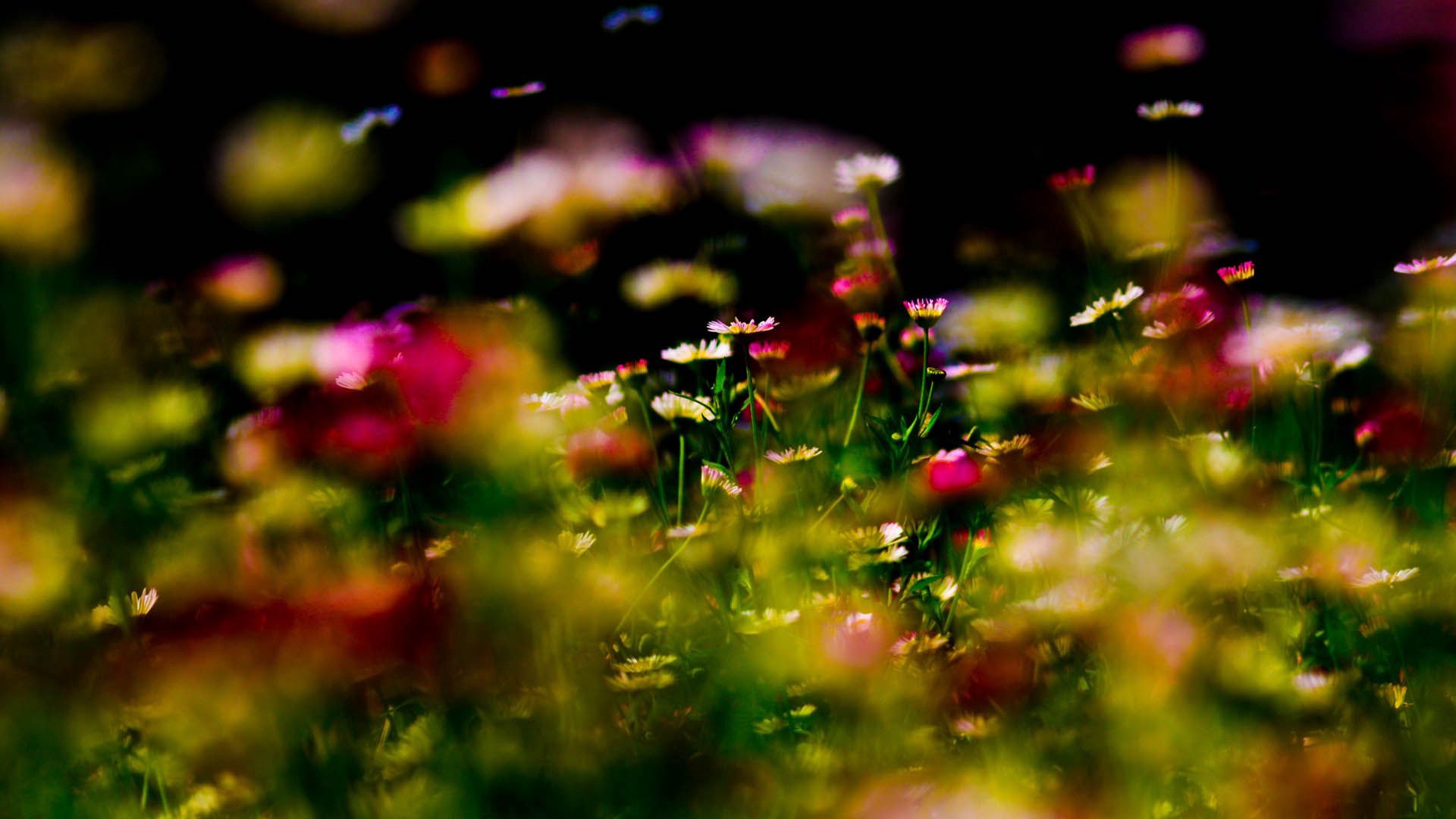 Laden Sie das Blumen, Grass, Pflanze, Makro-Bild kostenlos auf Ihren PC-Desktop herunter