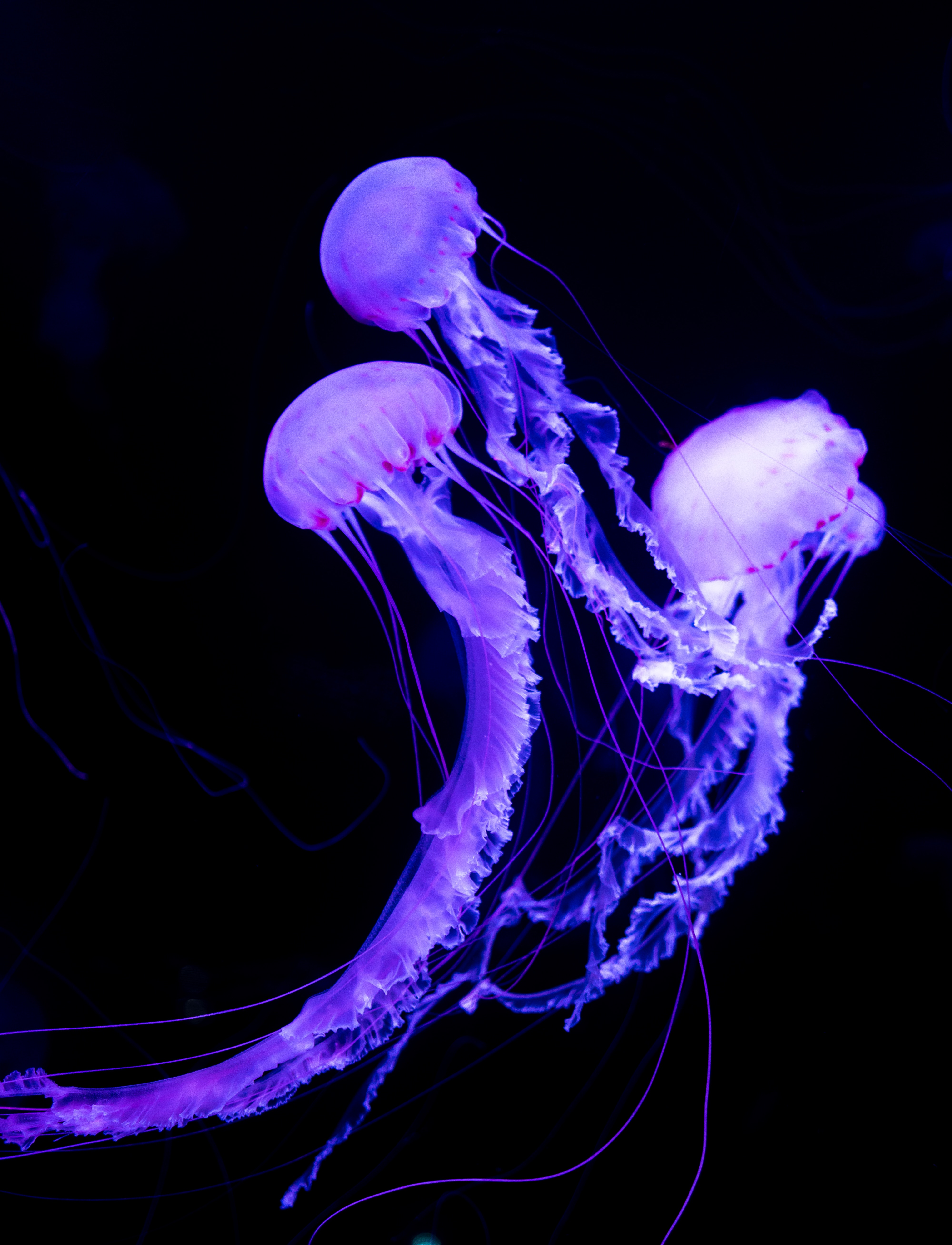 jellyfish, animals, neon, underwater world, luminous cellphone