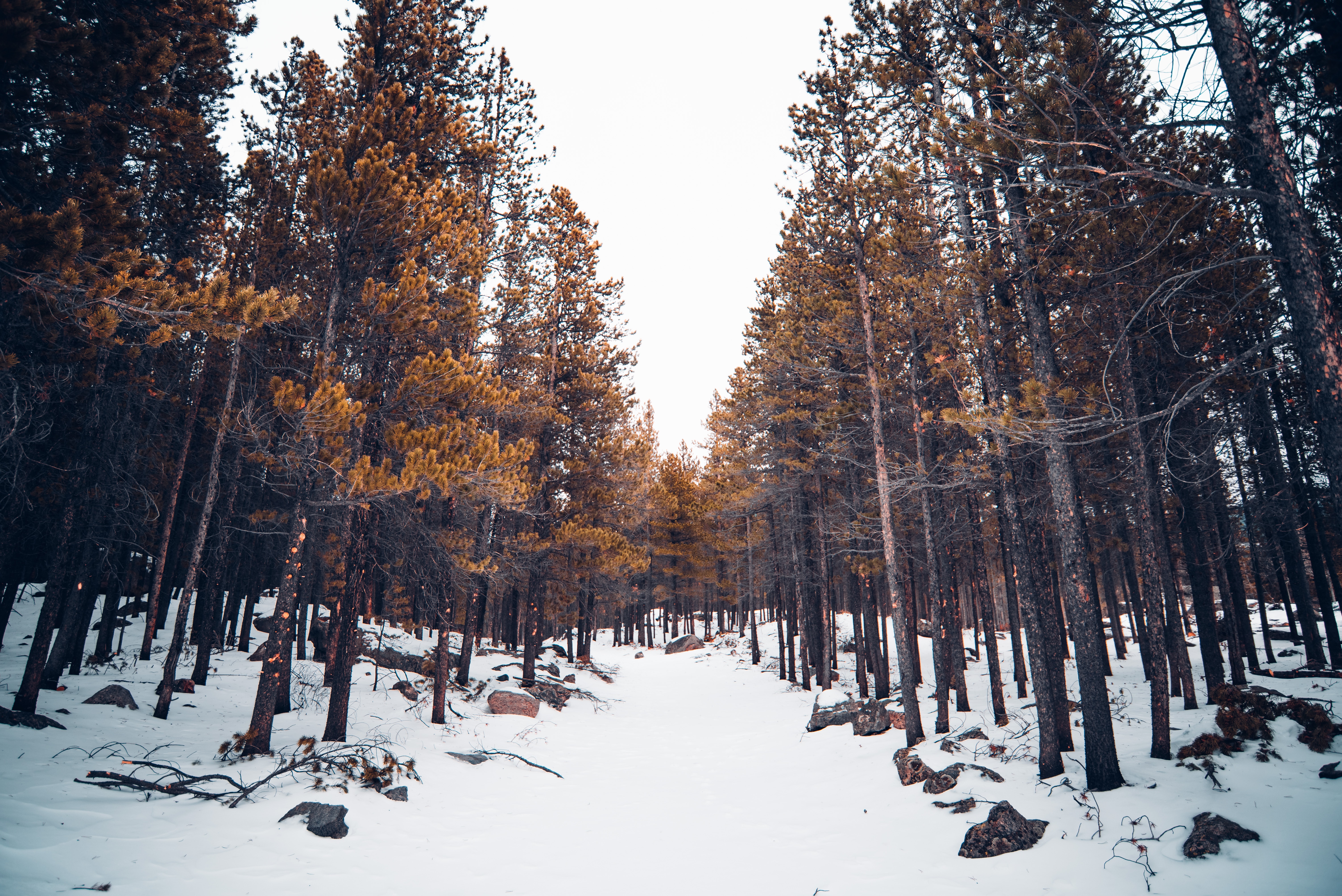 113231 descargar fondo de pantalla naturaleza, invierno, árboles, nieve, bosque: protectores de pantalla e imágenes gratis