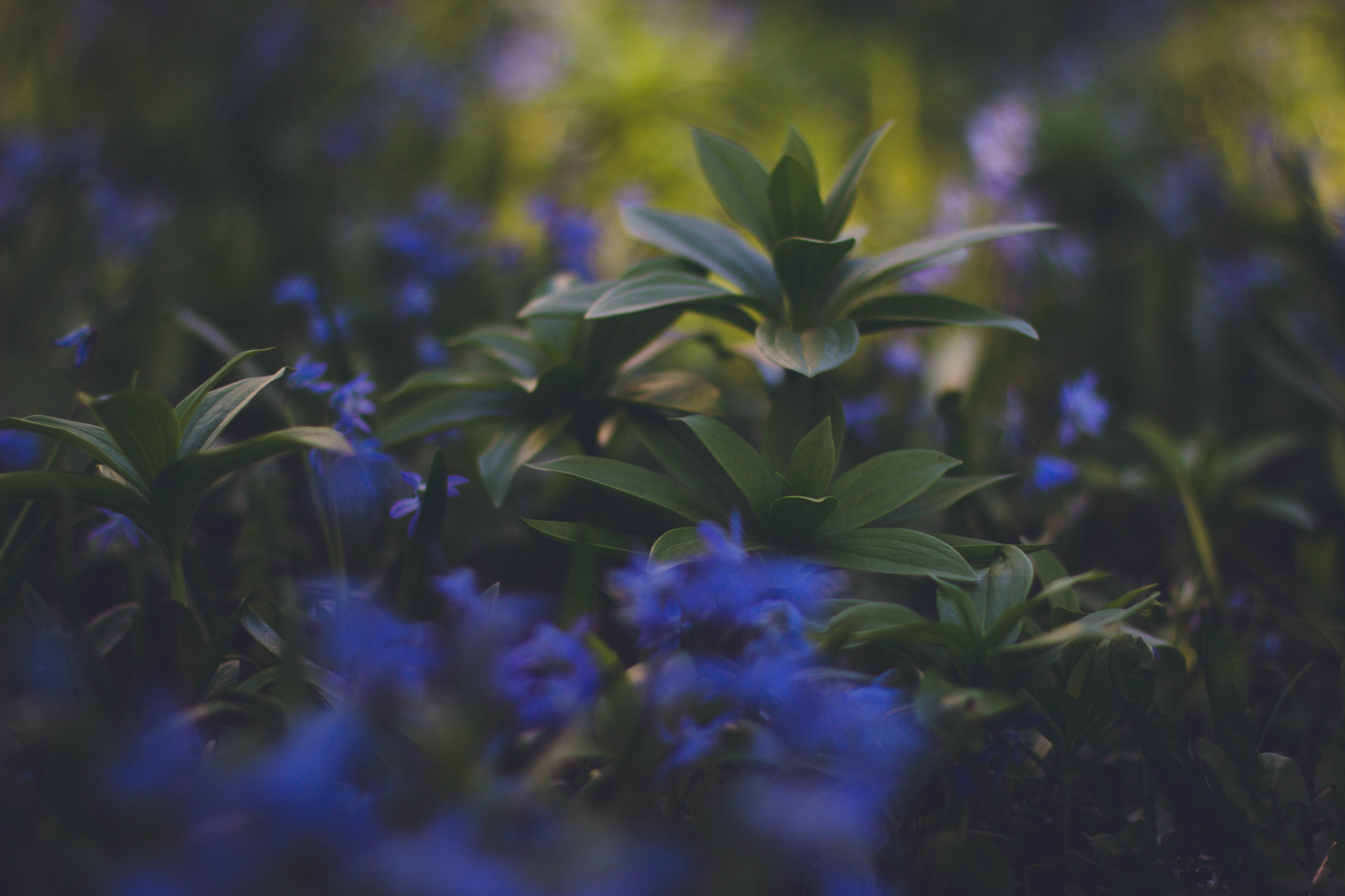 blur, plants, nature, smooth, foliage