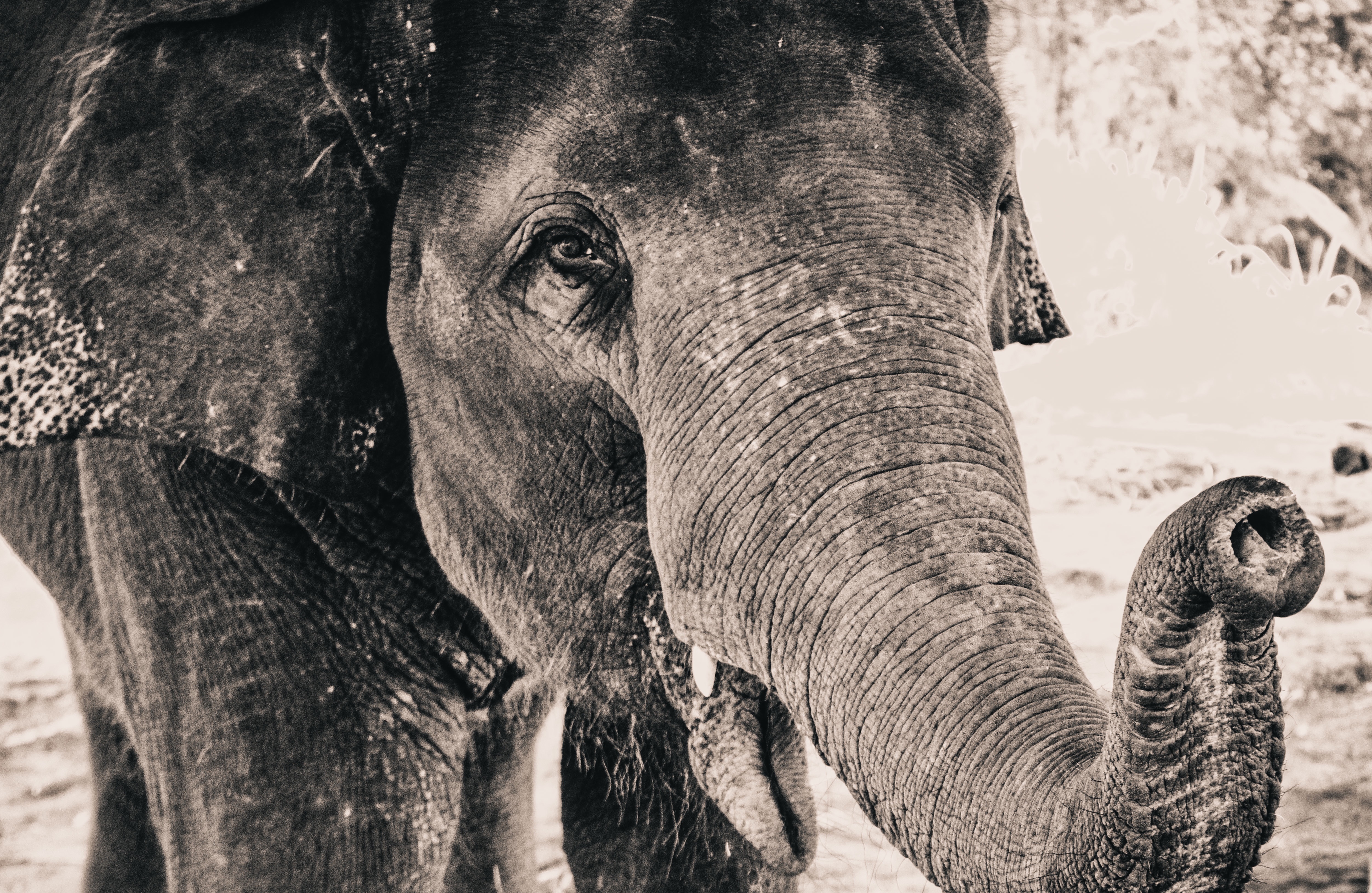 animals, close-up, elephant, trunk download HD wallpaper