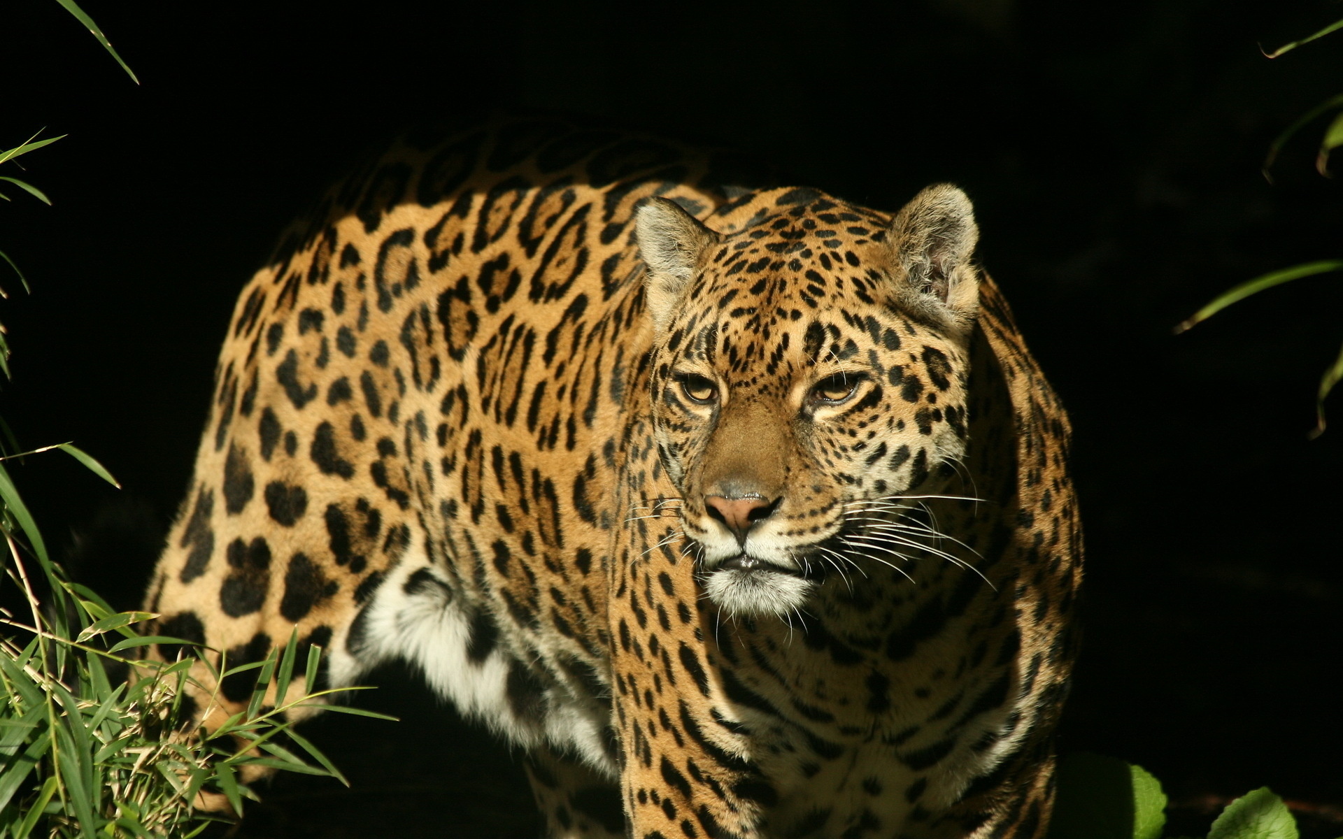 animal, jaguar, panther, cats 5K