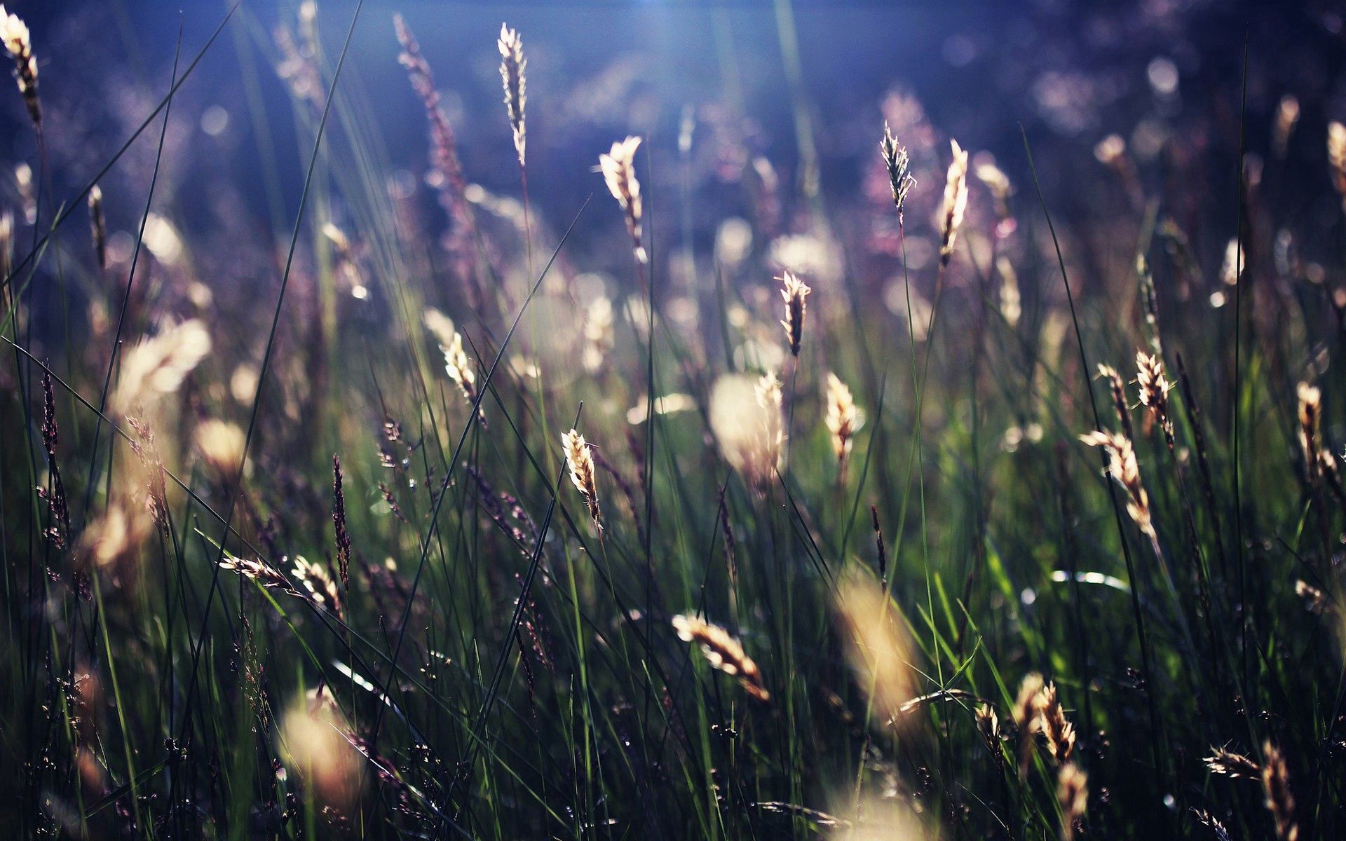 52296壁紙のダウンロード草, 大きい, マクロ, 輝く, 光, 影-スクリーンセーバーと写真を無料で