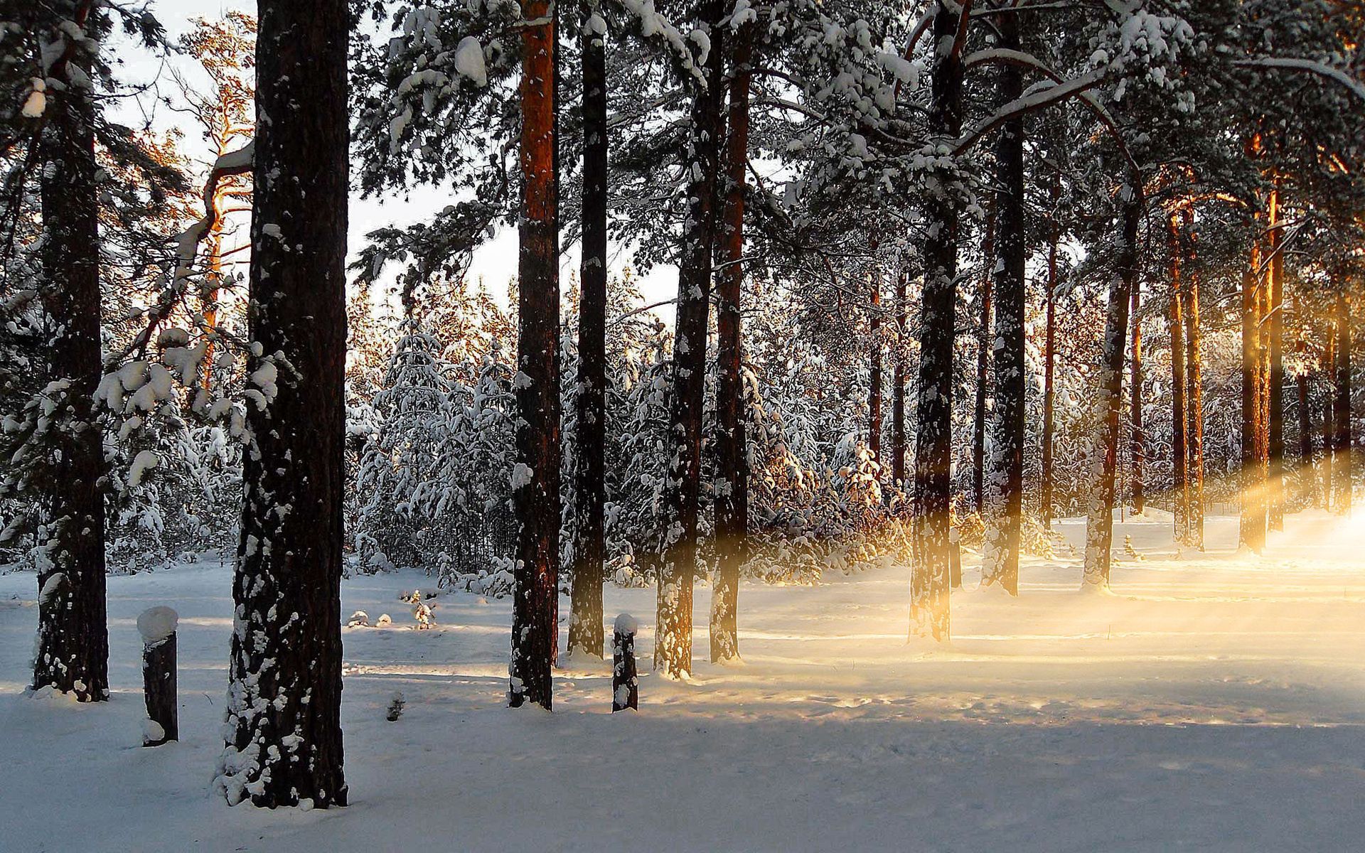 winter, nature, light, shine Full HD