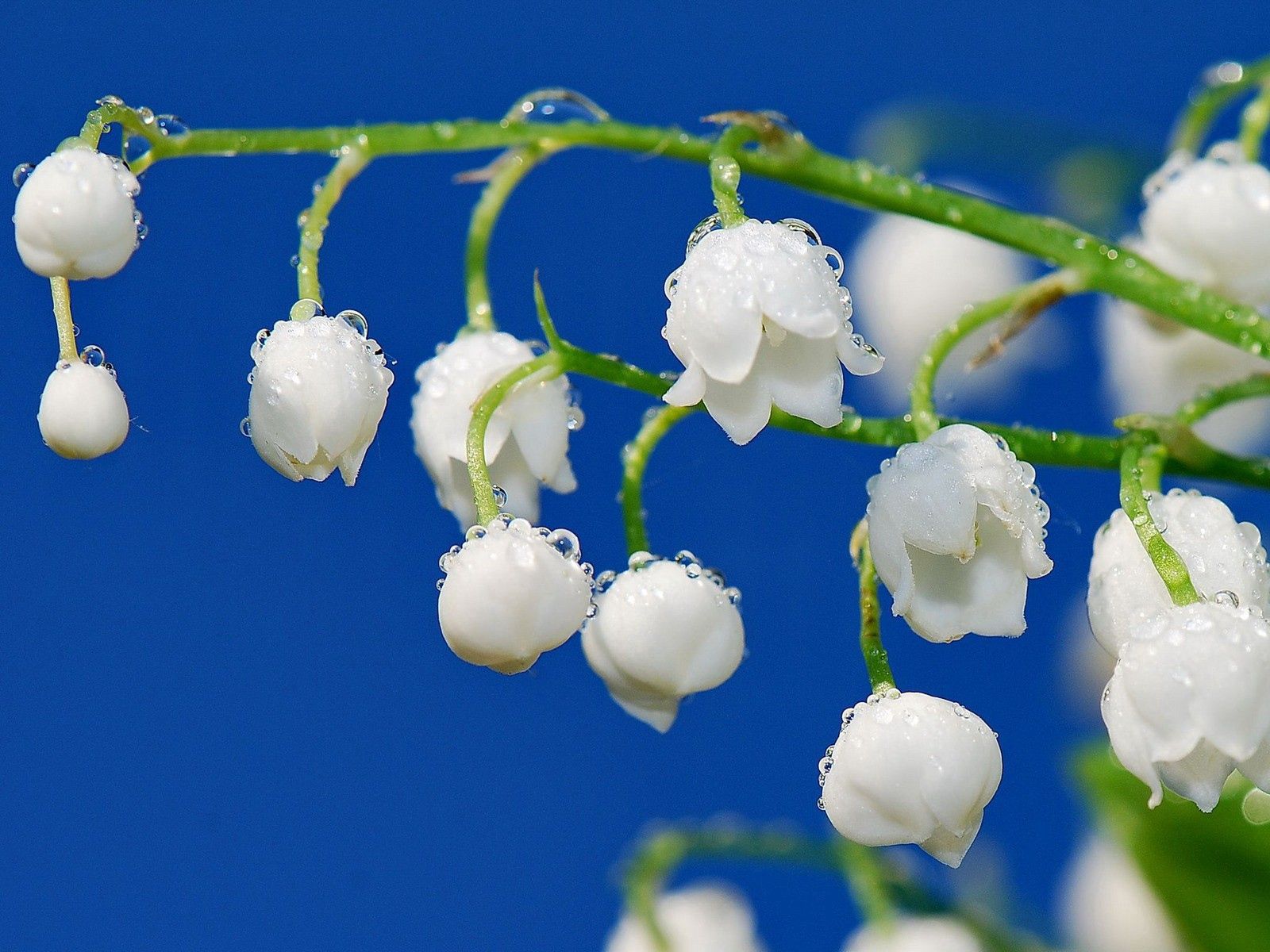 Download Phone wallpaper drops, branch, lily of the valley, macro