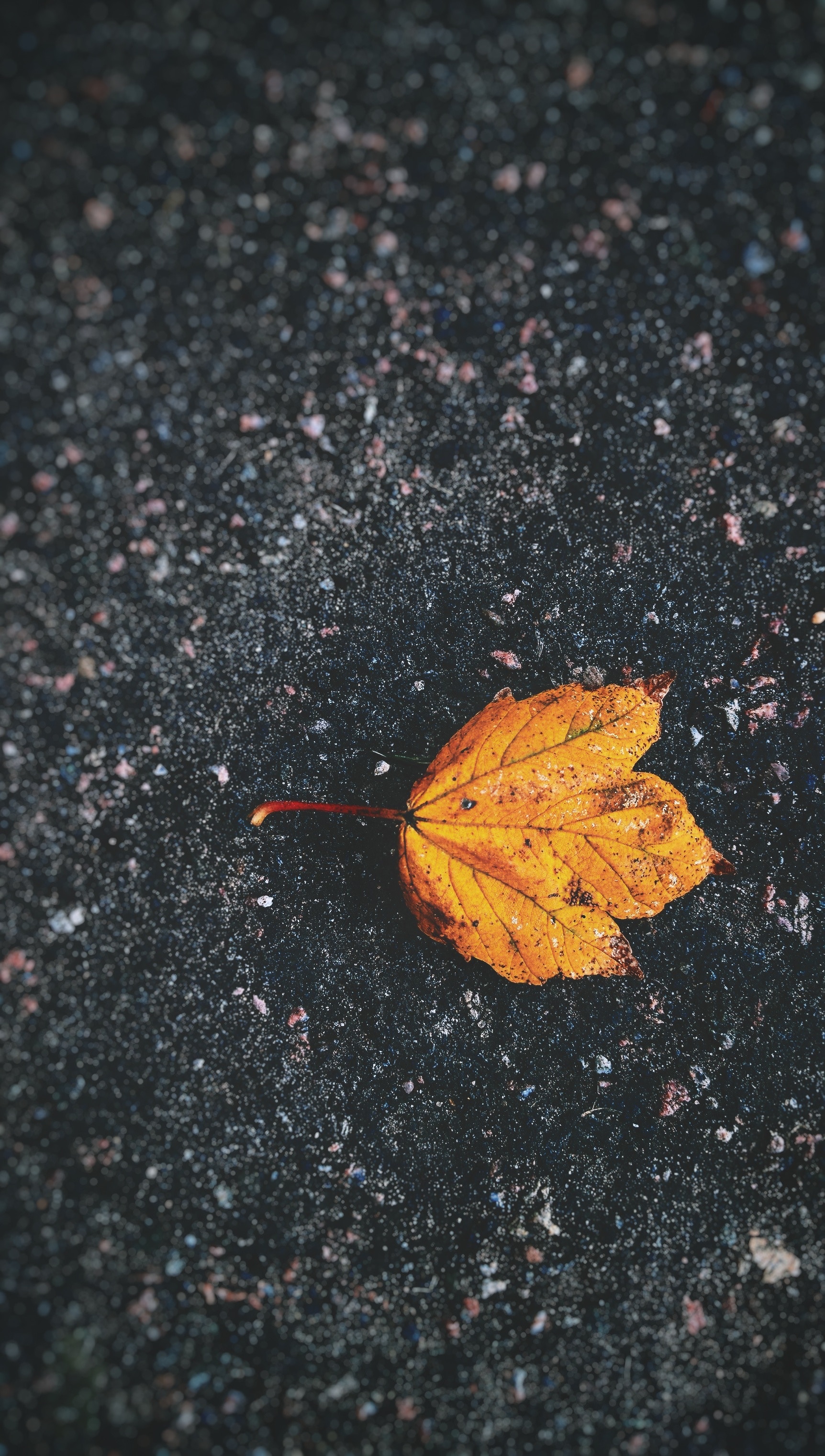 1080p pic macro, fallen, autumn, asphalt