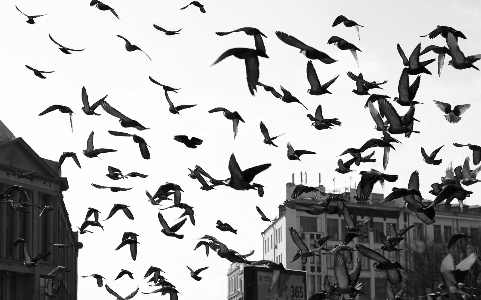 Птицы над городом