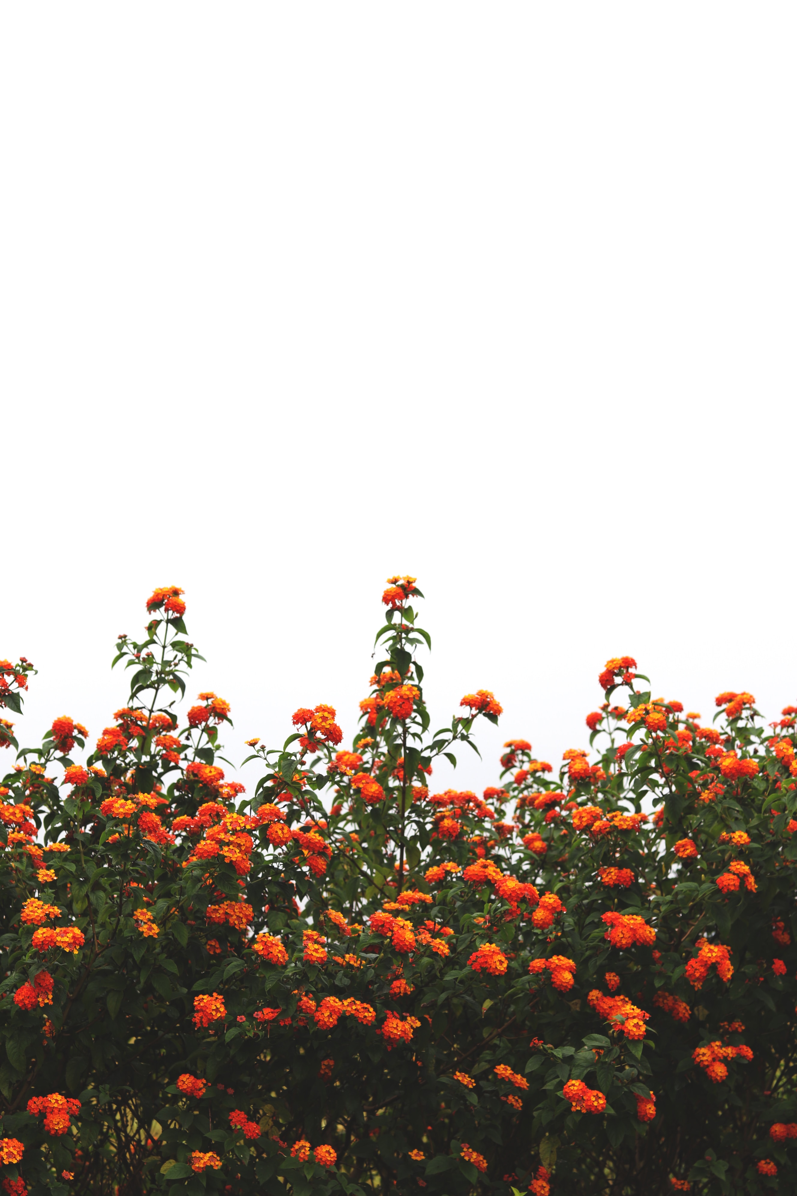116012 скачать обои кусты, цветы, небо, цветение, оранжевый, оранжевые - заставки и картинки бесплатно