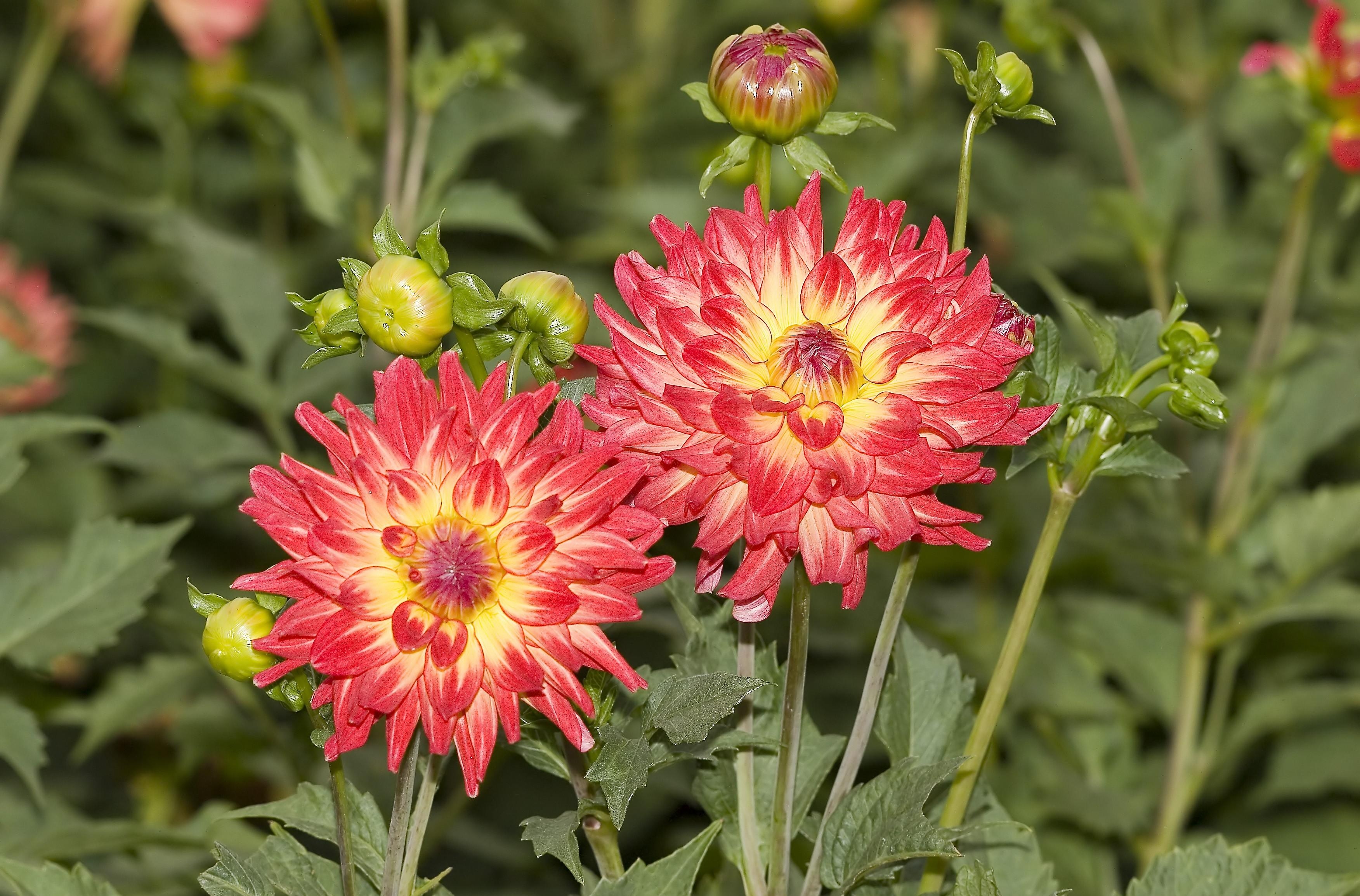sharpness, close-up, flowers, dahlias Flower Bed HQ Background Images