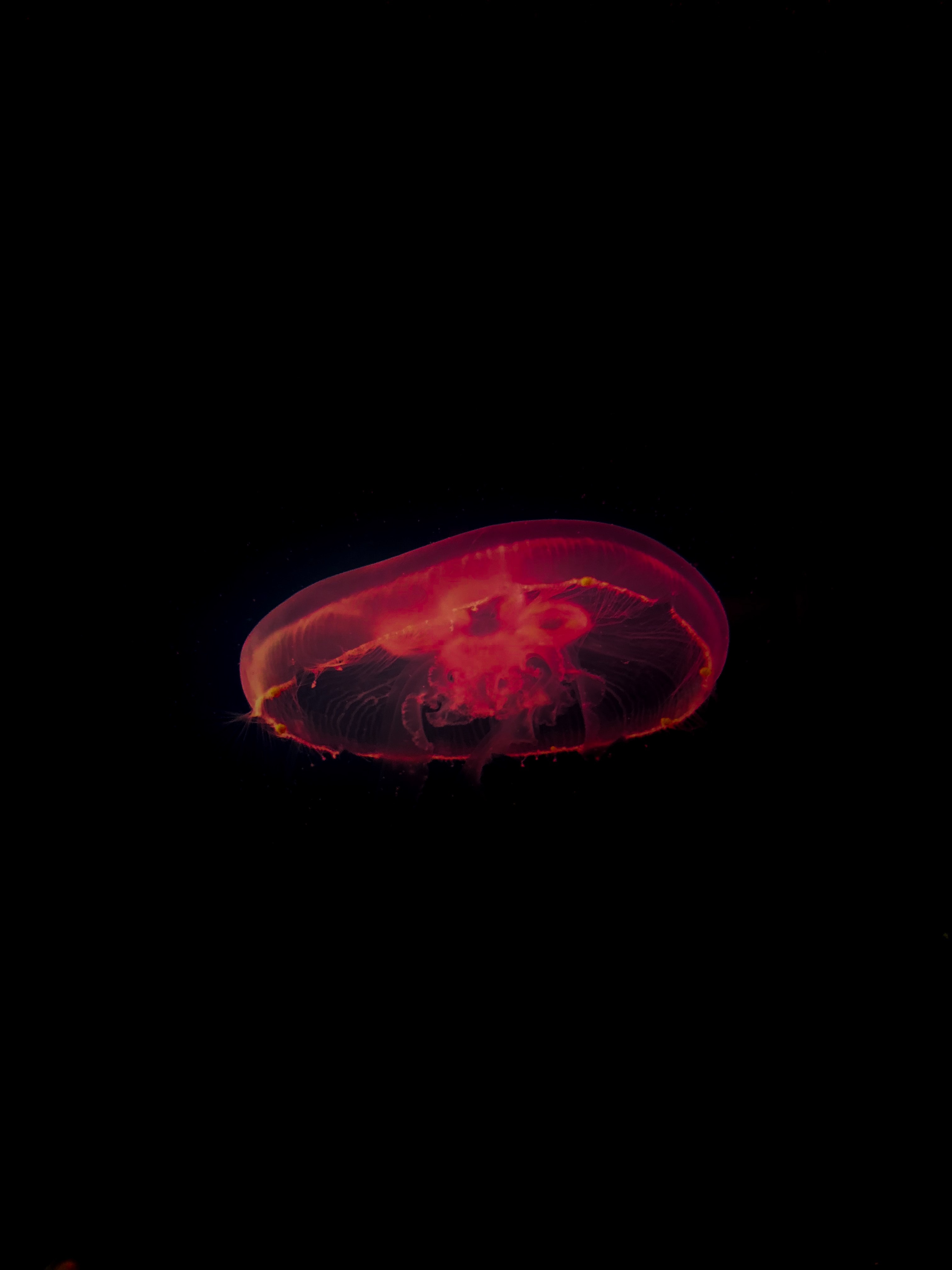 HD wallpaper depth, jellyfish, red, dark, under water, underwater