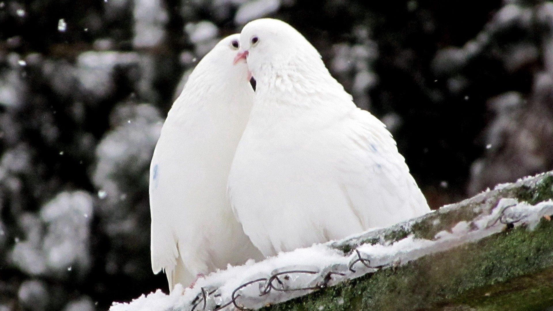 pigeons, animals, birds, snow, feather wallpapers for tablet