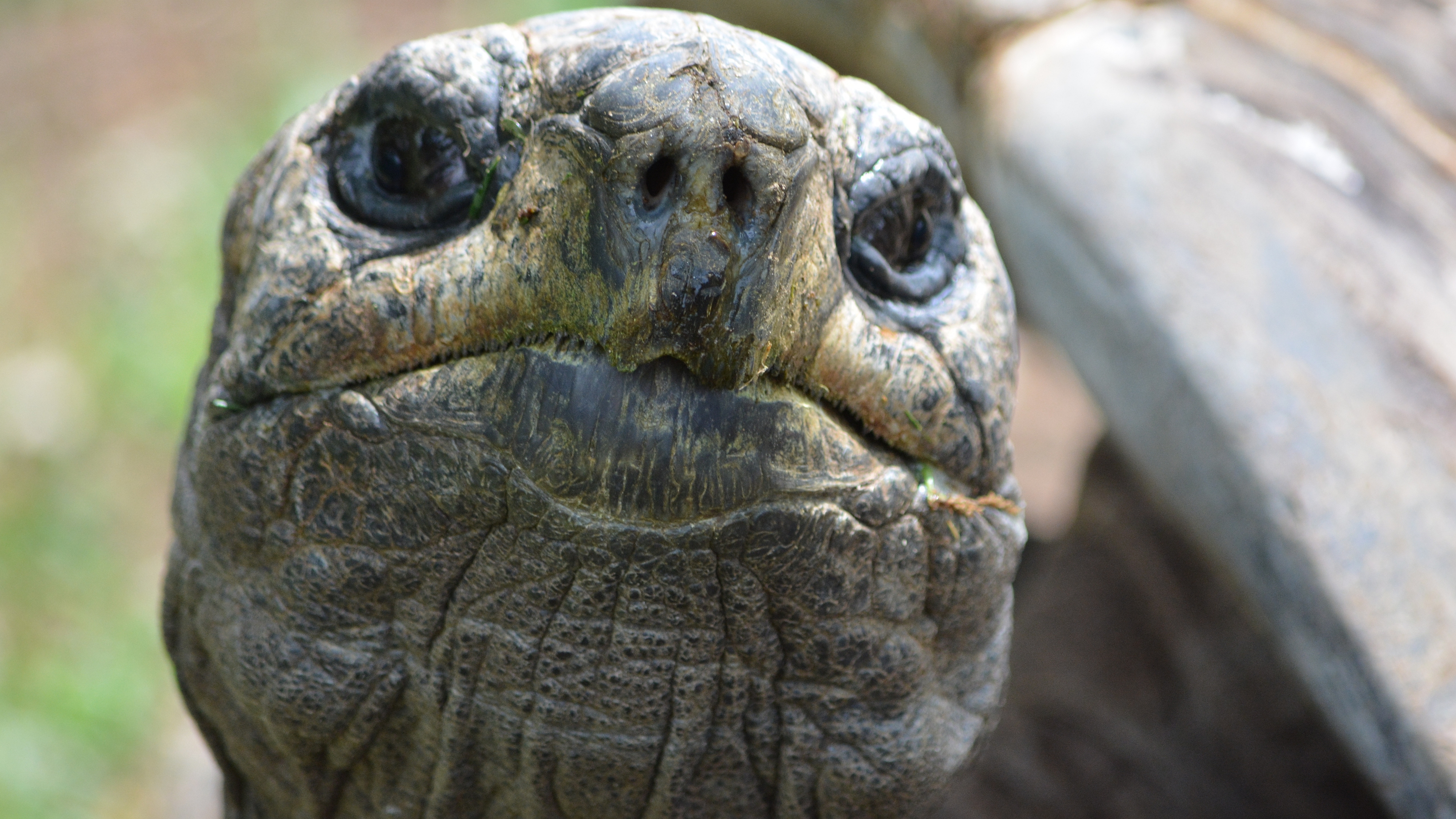 Посмотрим черепахи. Морда черепахи. Лицо черепахи. Черепашья мордочка. Голова черепахи.