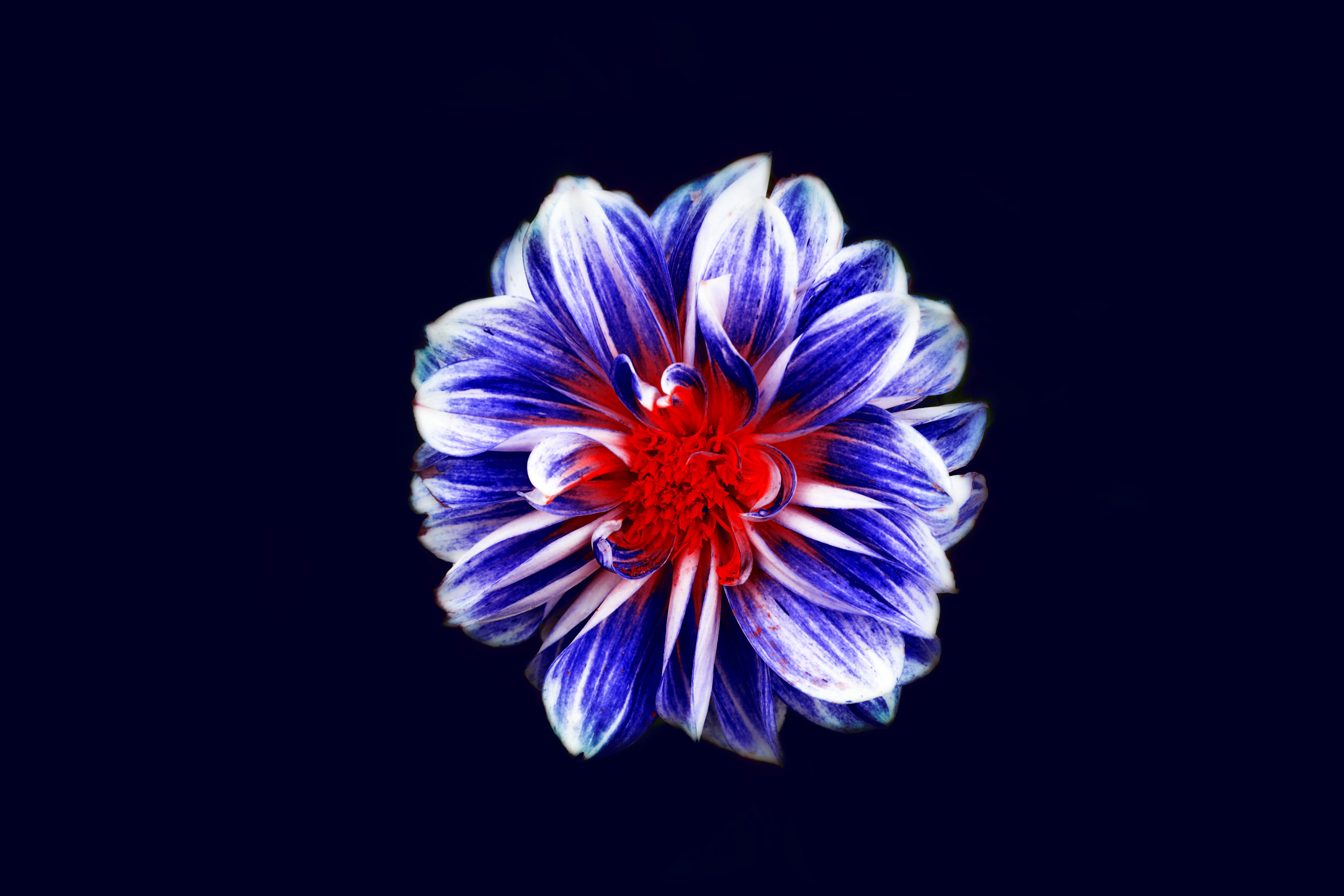 Widescreen image red, bud, flower, petals
