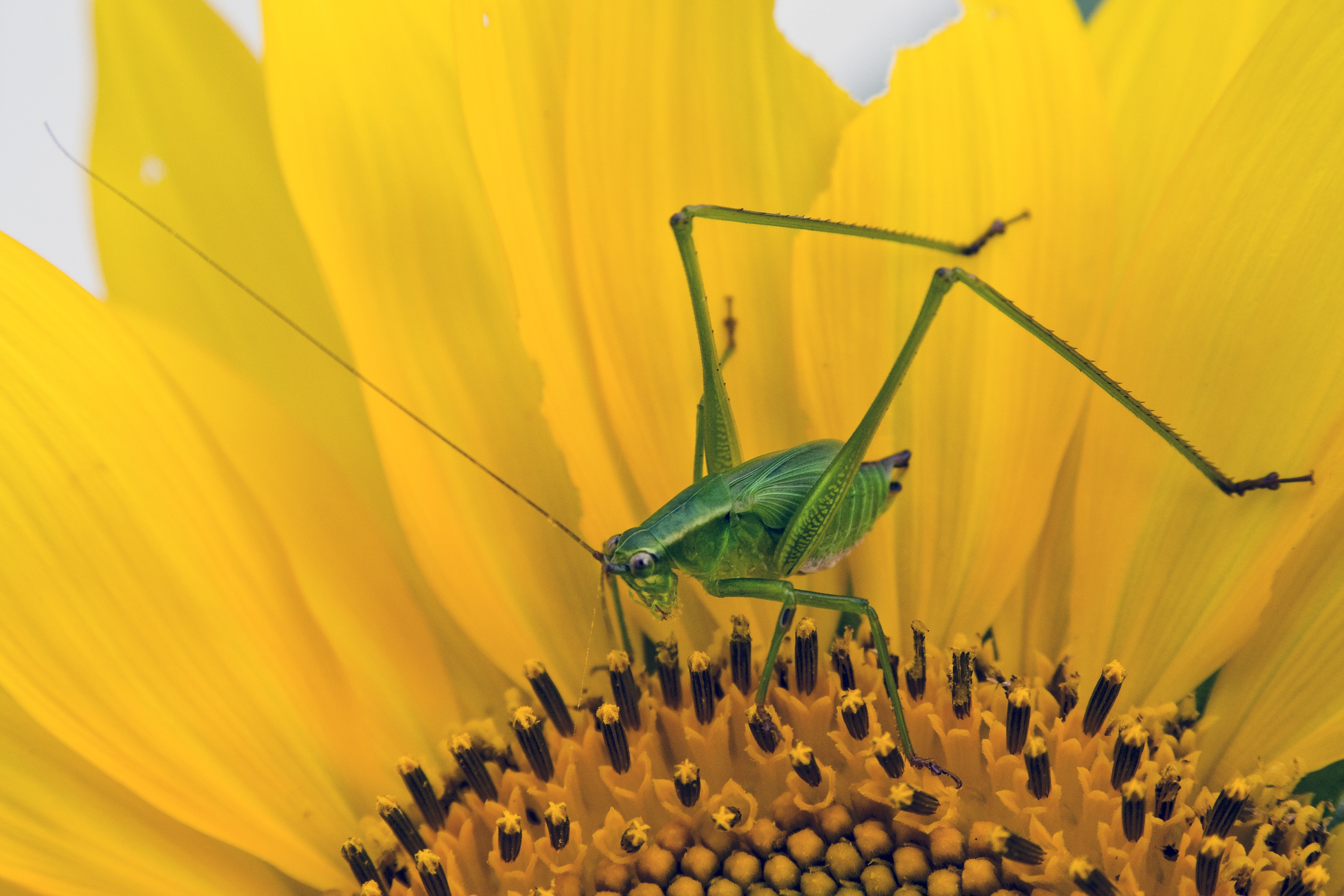 82461 Hintergrundbild herunterladen makro, insekt, sonnenblume, heuschrecke - Bildschirmschoner und Bilder kostenlos