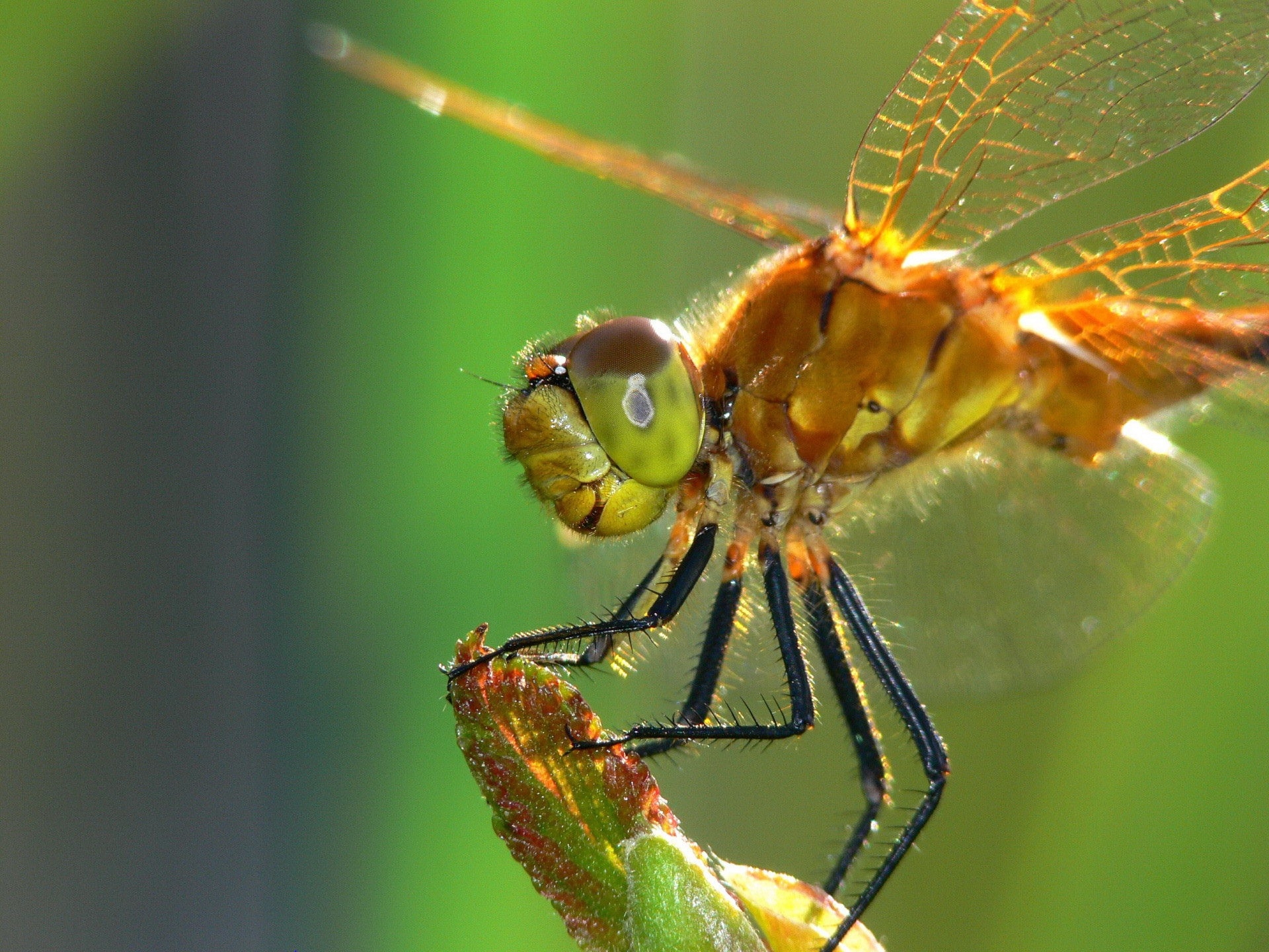 Download Phone wallpaper surface, insect, macro, dragonfly