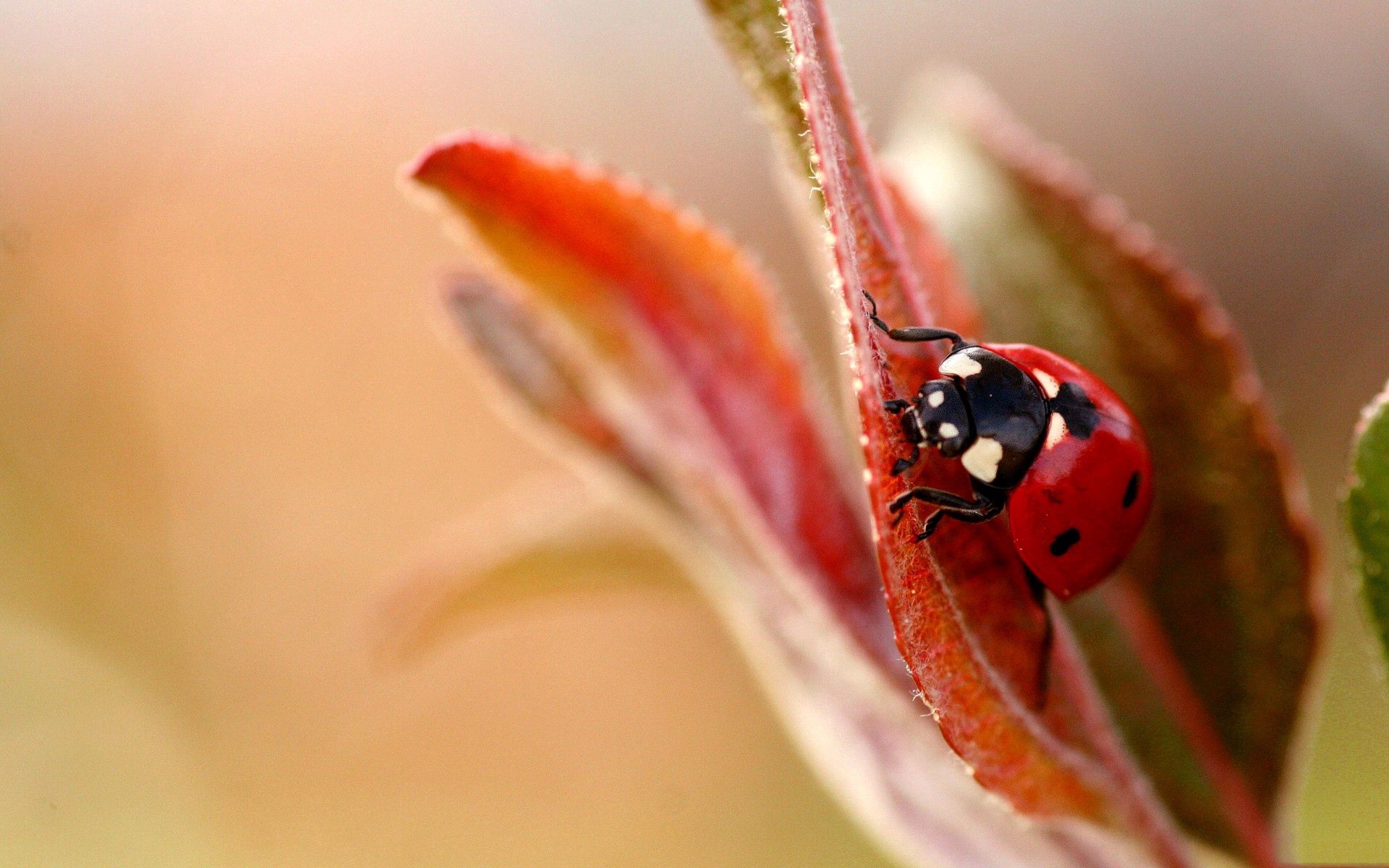 127314 Hintergrundbilder und Ladybird Bilder auf dem Desktop. Laden Sie blätter, pflanze, marienkäfer, makro Bildschirmschoner kostenlos auf den PC herunter