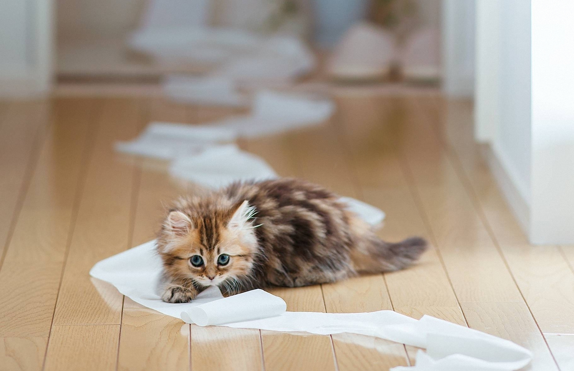 kitty, animals, kitten, to lie down, lie, playful, paper, parquet