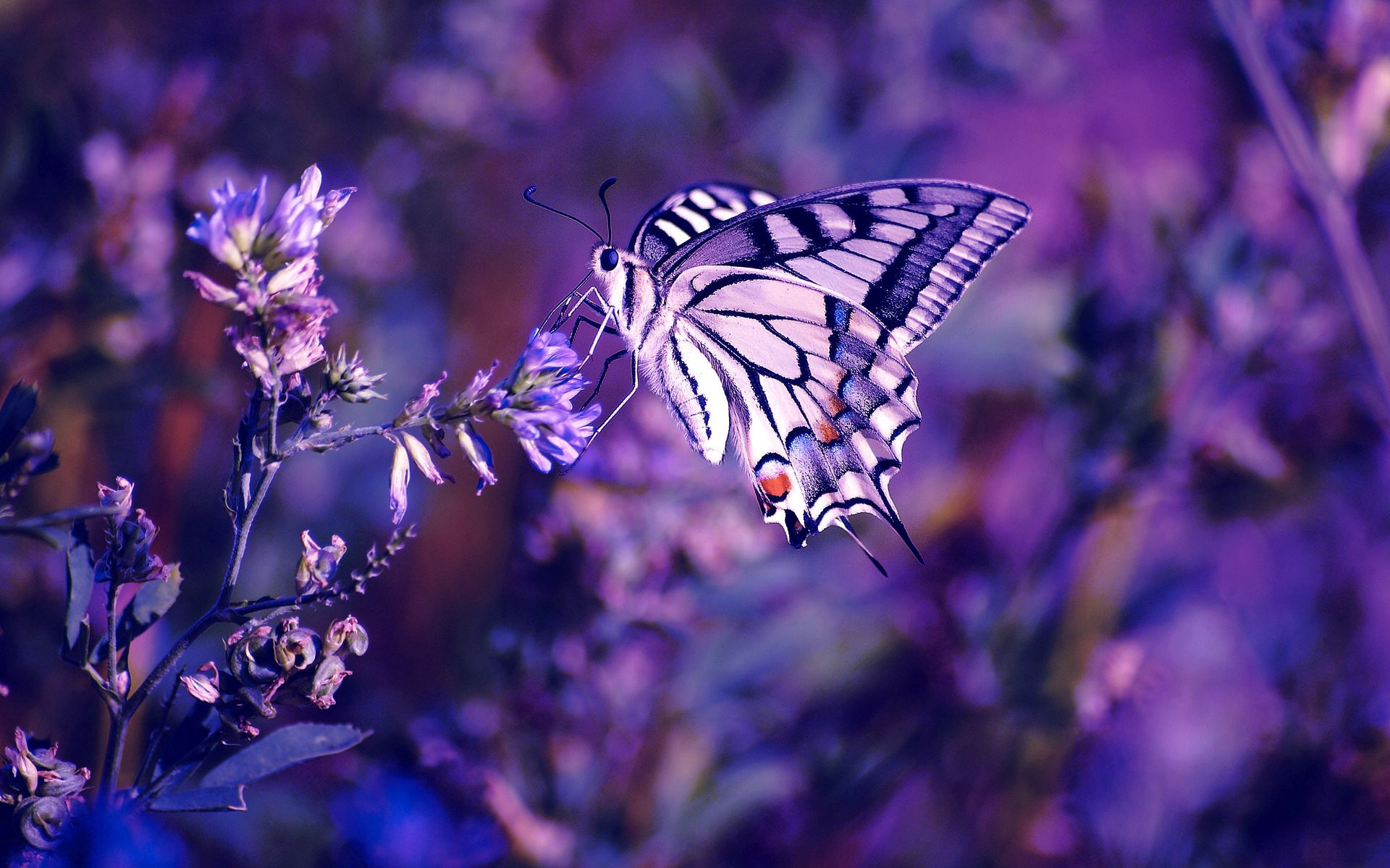butterfly, flowers, leaves, lilac, macro images