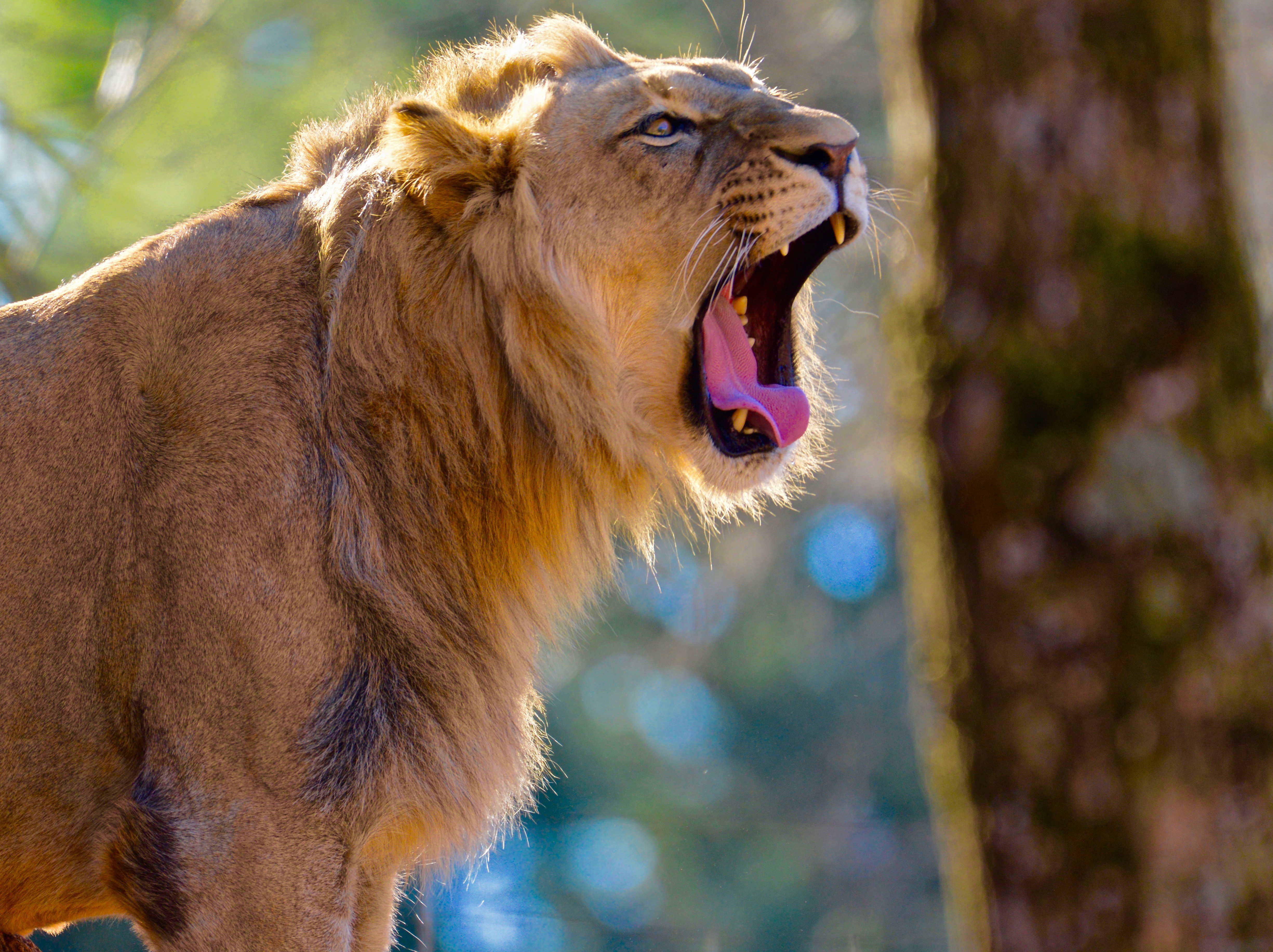 animals, lion, big cat, fangs, to fall, mouth