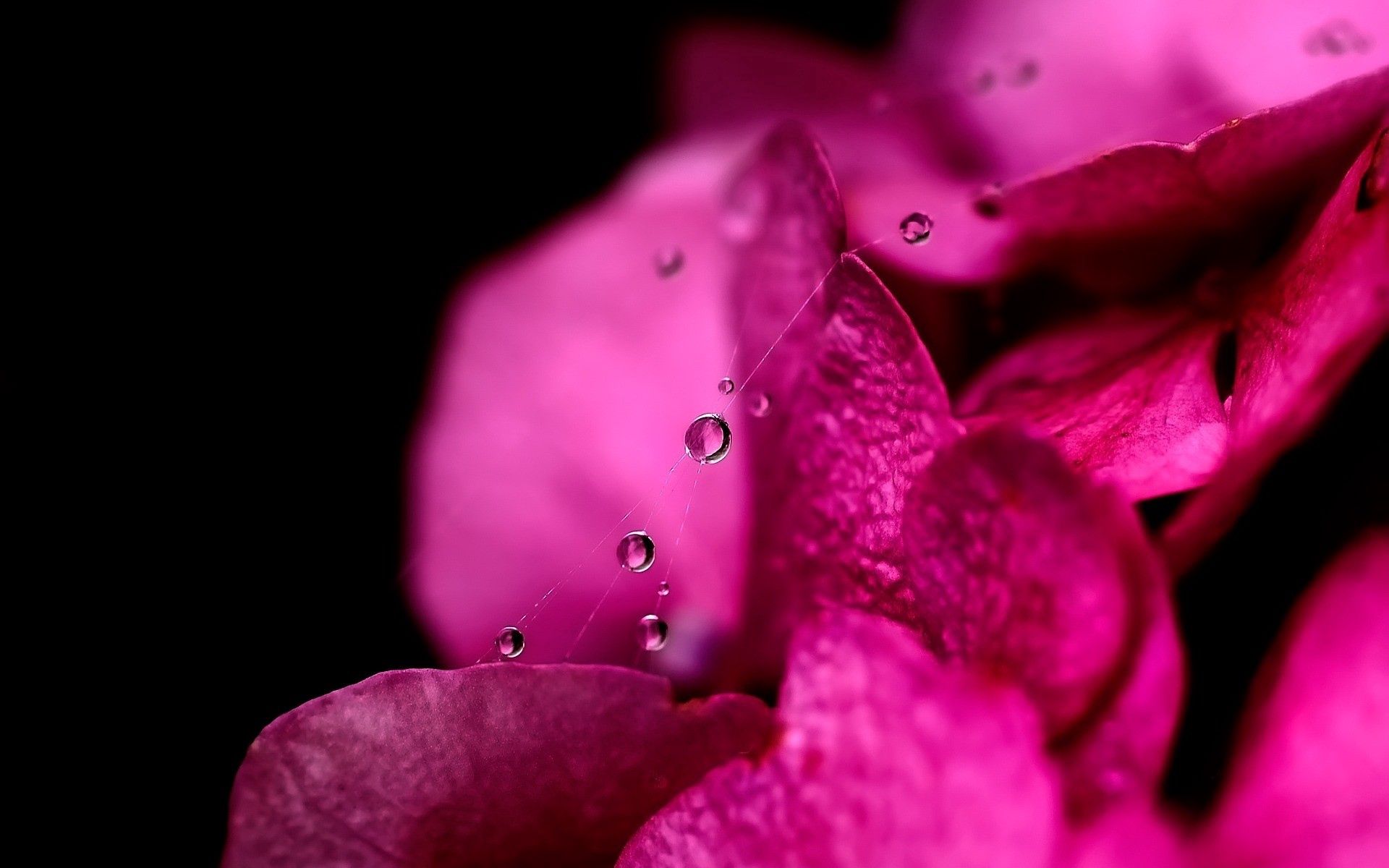 Laden Sie das Blume, Rosa, Web, Drops, Makro, Blütenblätter-Bild kostenlos auf Ihren PC-Desktop herunter