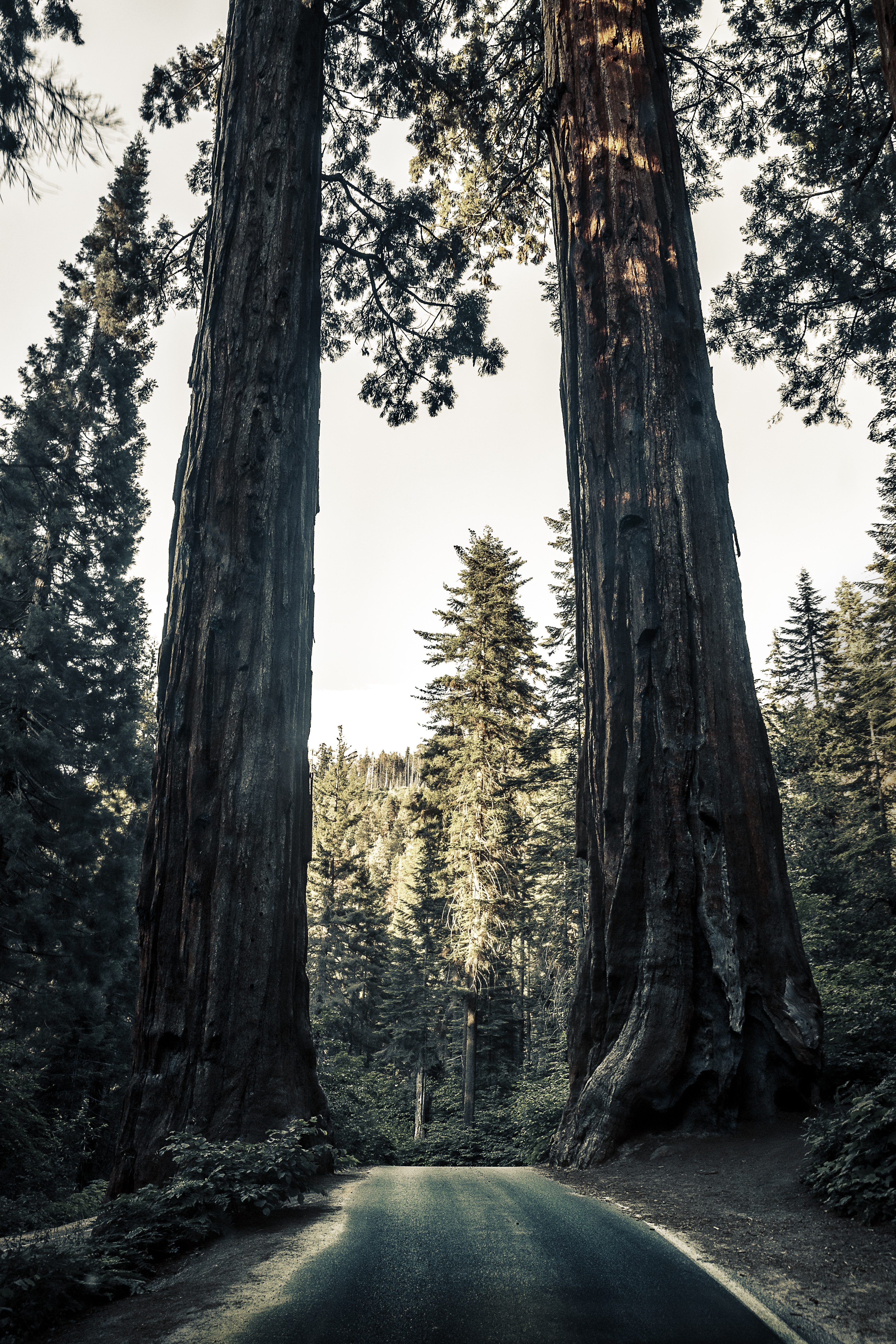 Laden Sie Sequoia HD-Desktop-Hintergründe herunter