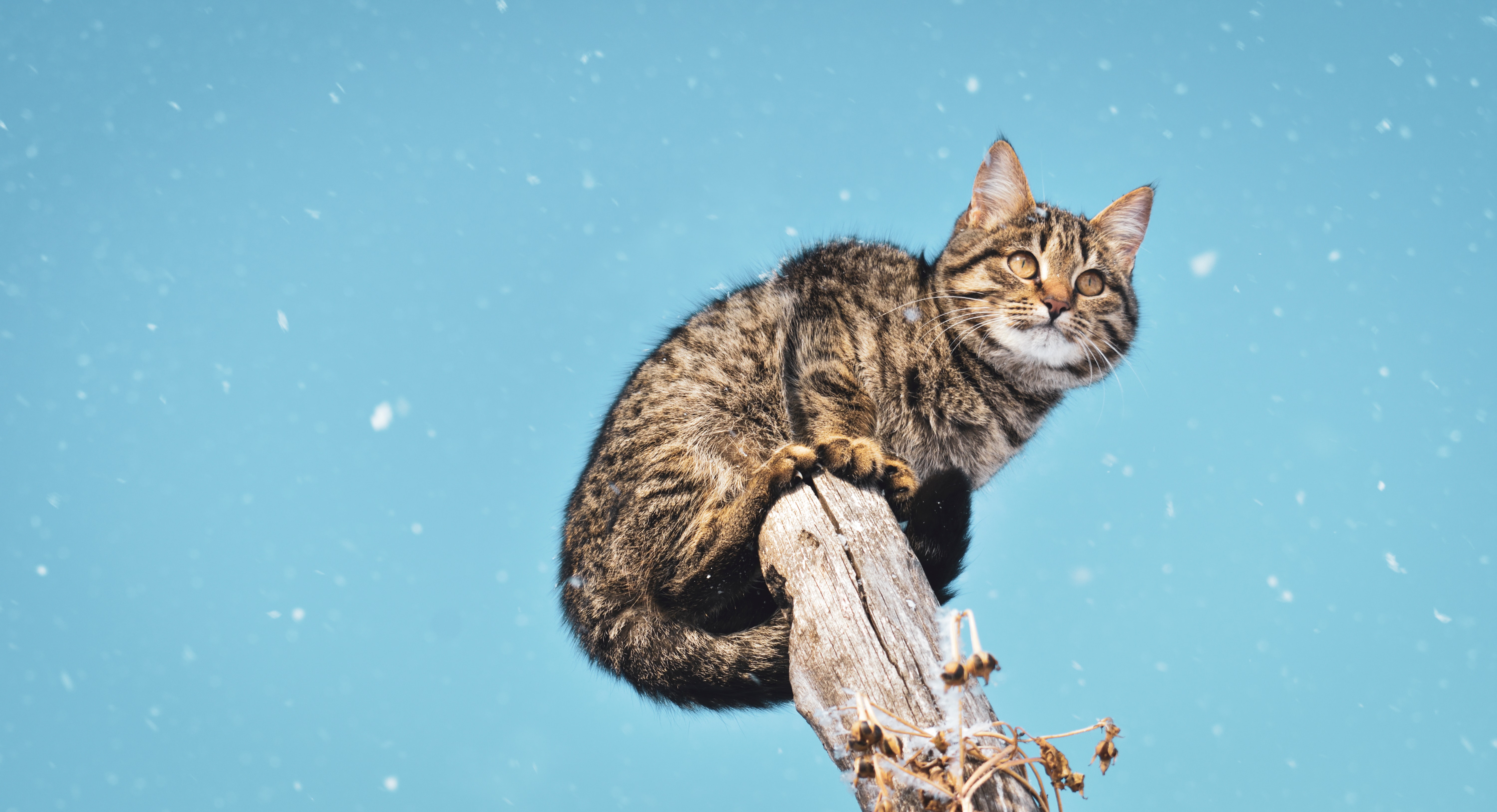 animals, snow, cat, pillar, post, snowfall