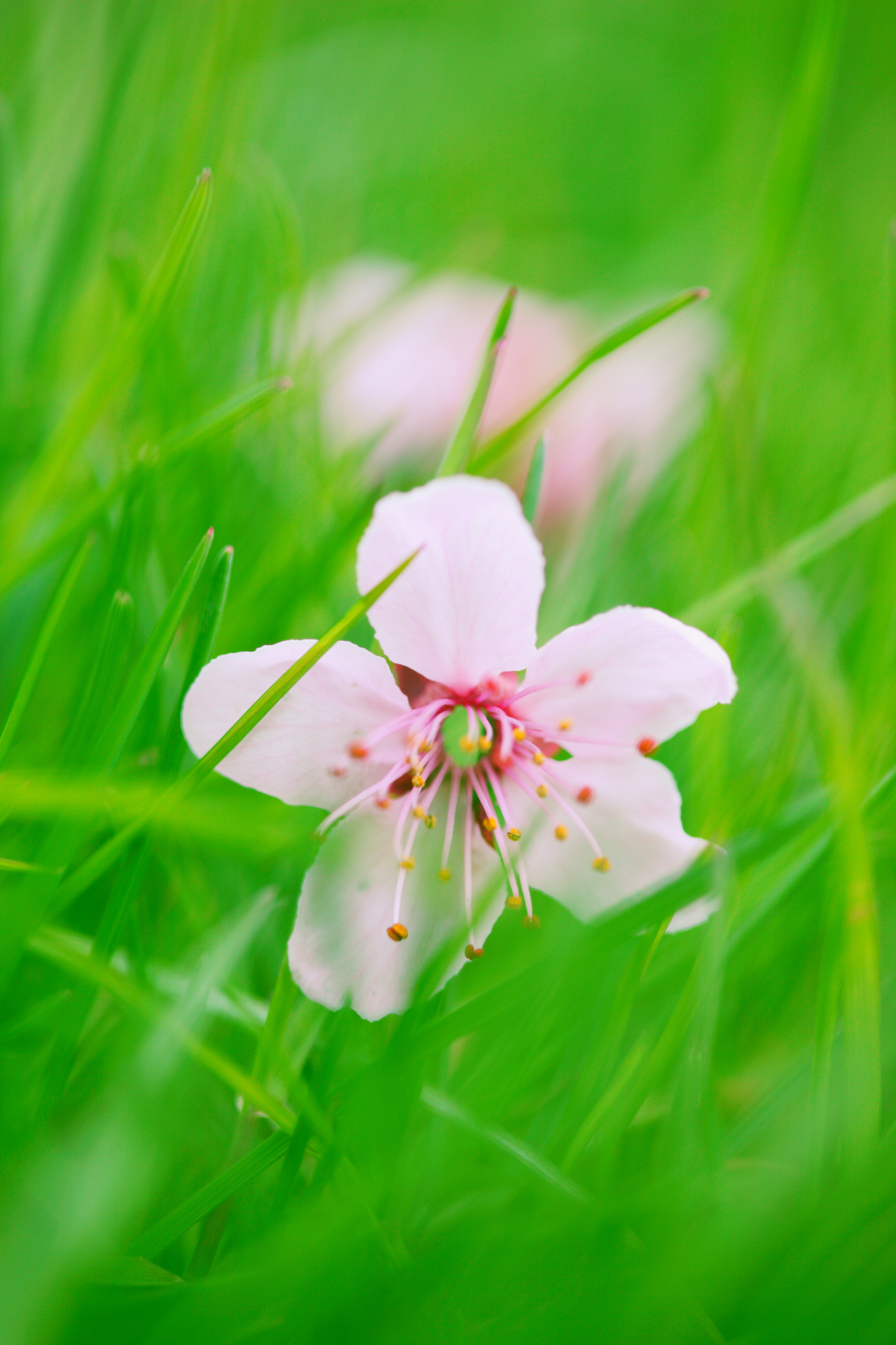 flower, bloom, smooth, macro, blur, grass, flowering HD wallpaper
