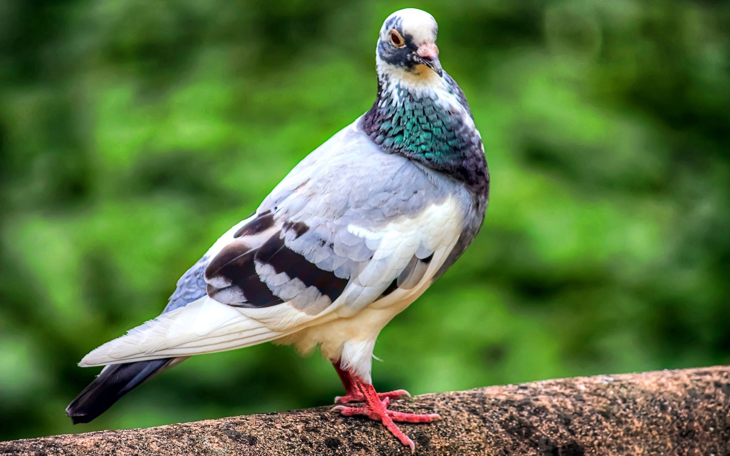 Laden Sie das Tiere, Feder, Vogel, Farbe, Taube-Bild kostenlos auf Ihren PC-Desktop herunter
