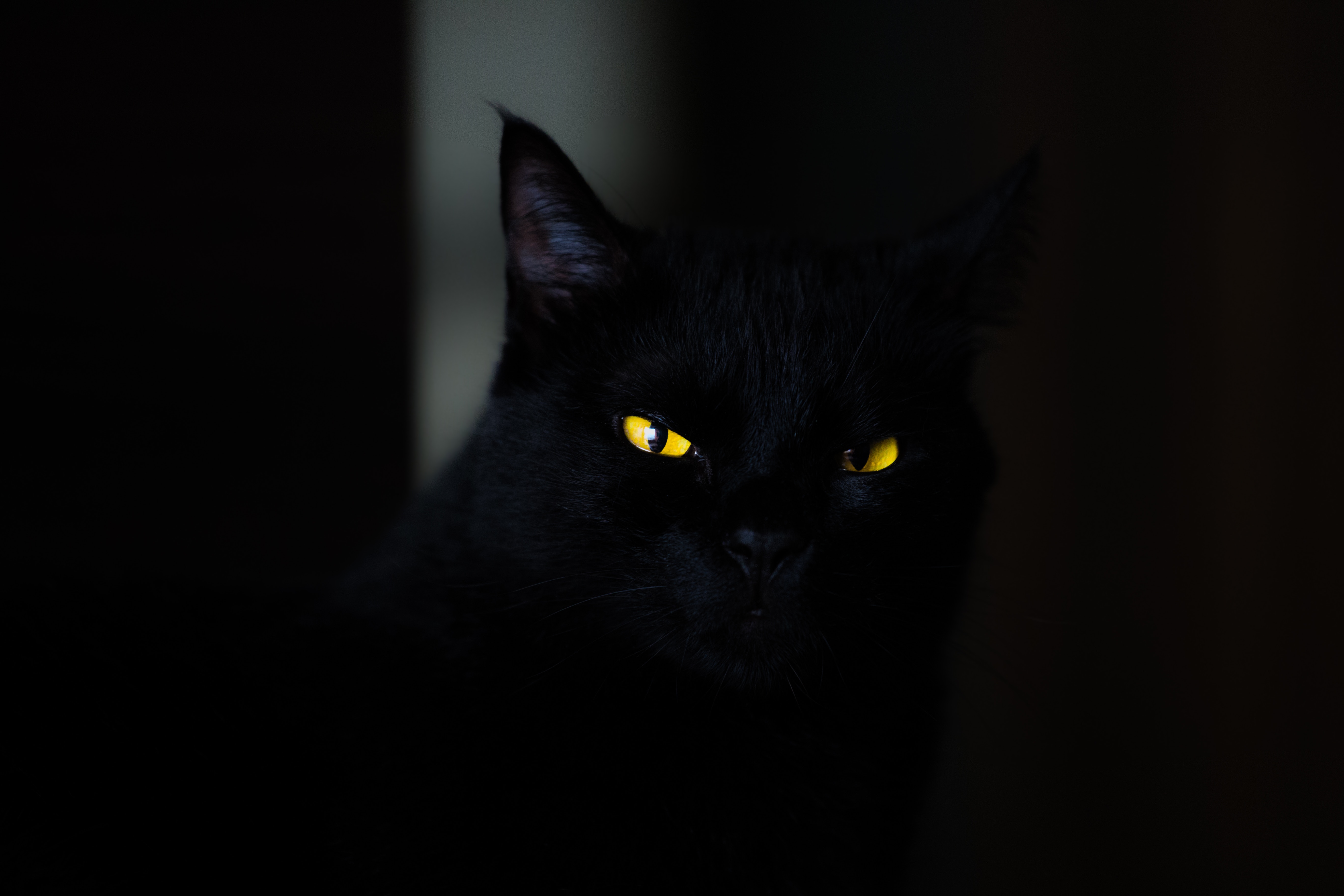 cat, black, eyes 8K