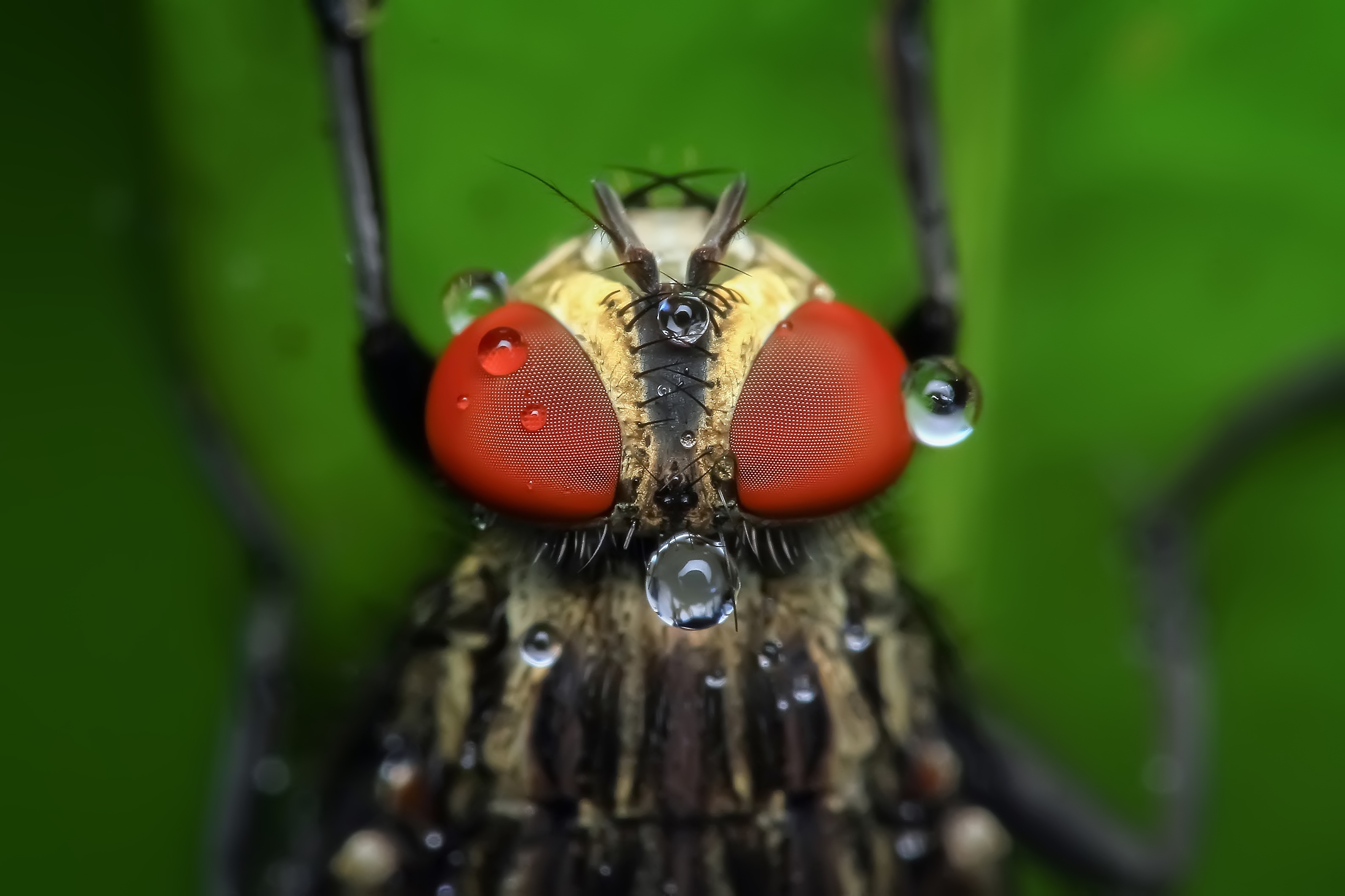 eyes, drops, macro, insect 5K