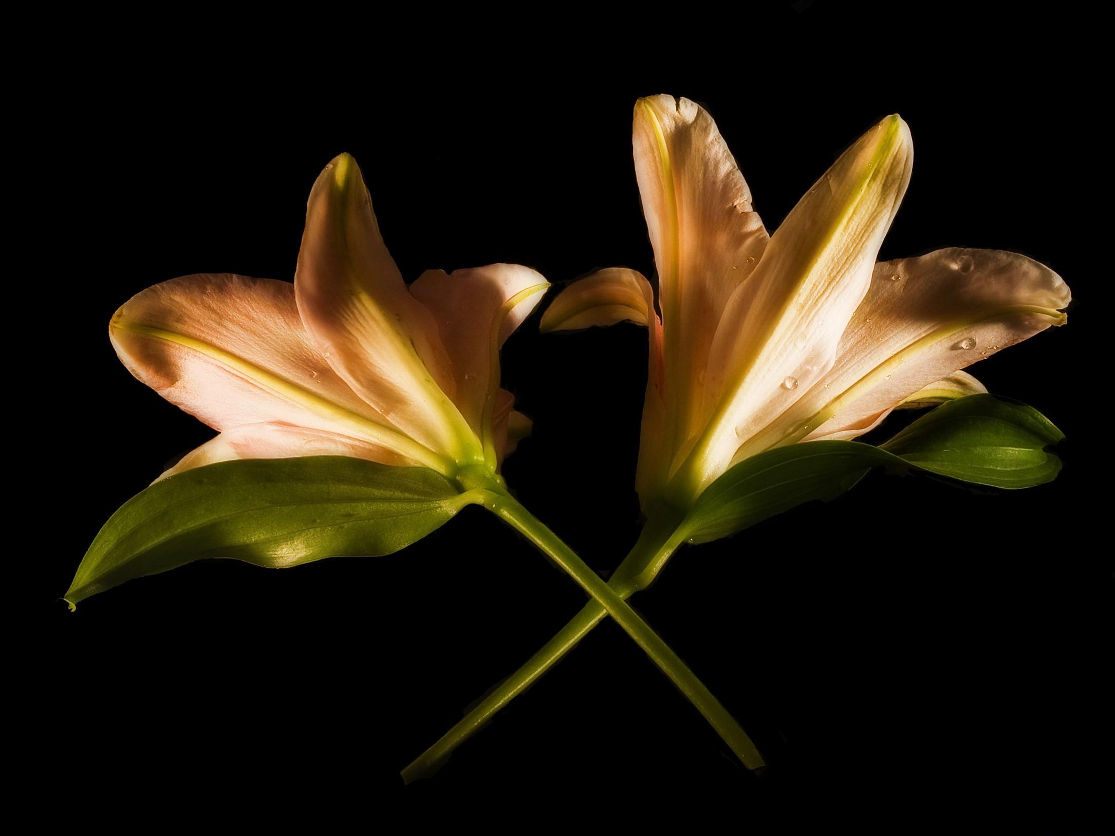 Cool Backgrounds crossing, flowers, pair, lilies Black Background