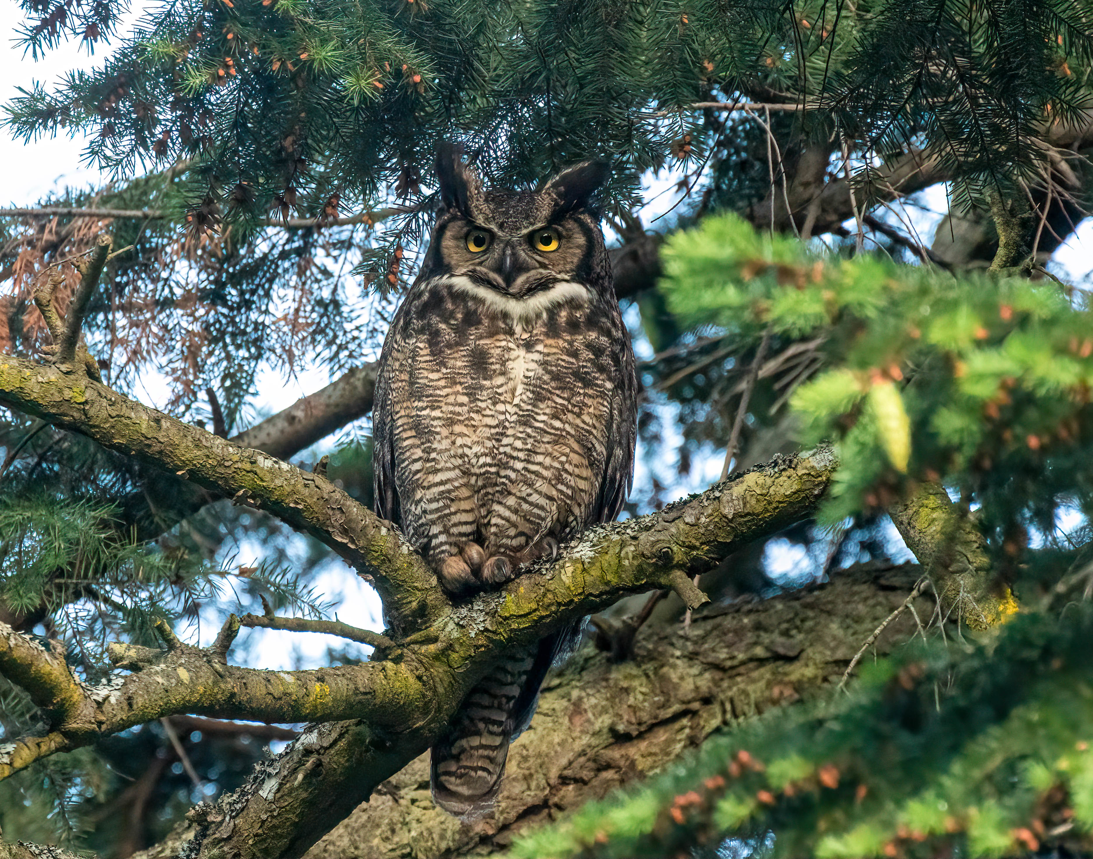 Free HD owl, predator, animals, bird, wood, tree, branch
