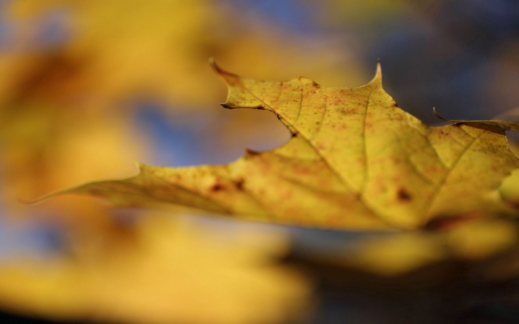 sheet, autumn, macro, yellow Hd 1080p Mobile