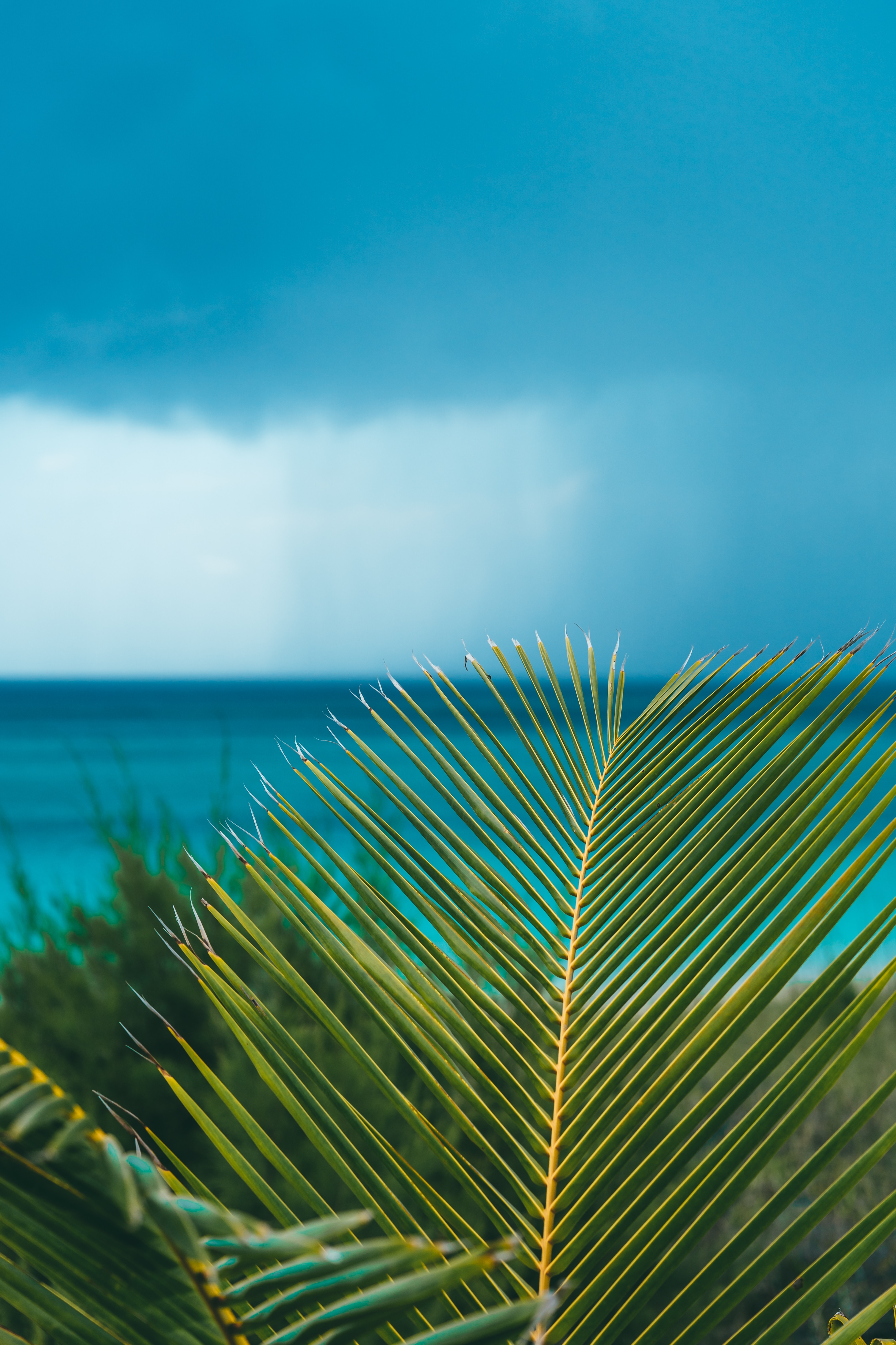 palm, shore, ocean, bank Free HD pic