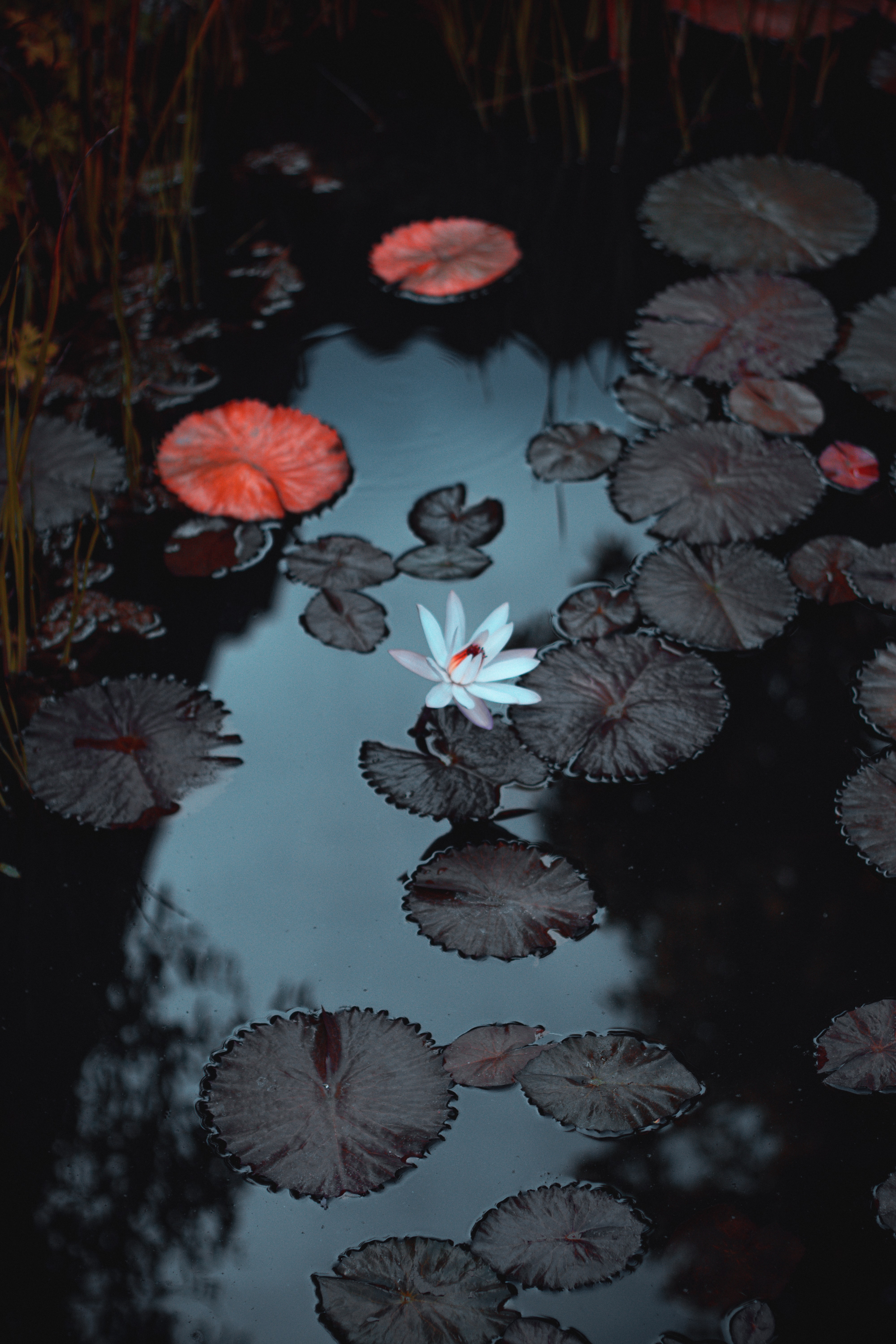 leaves, flowers, water, flower, water lily, basin lock screen backgrounds