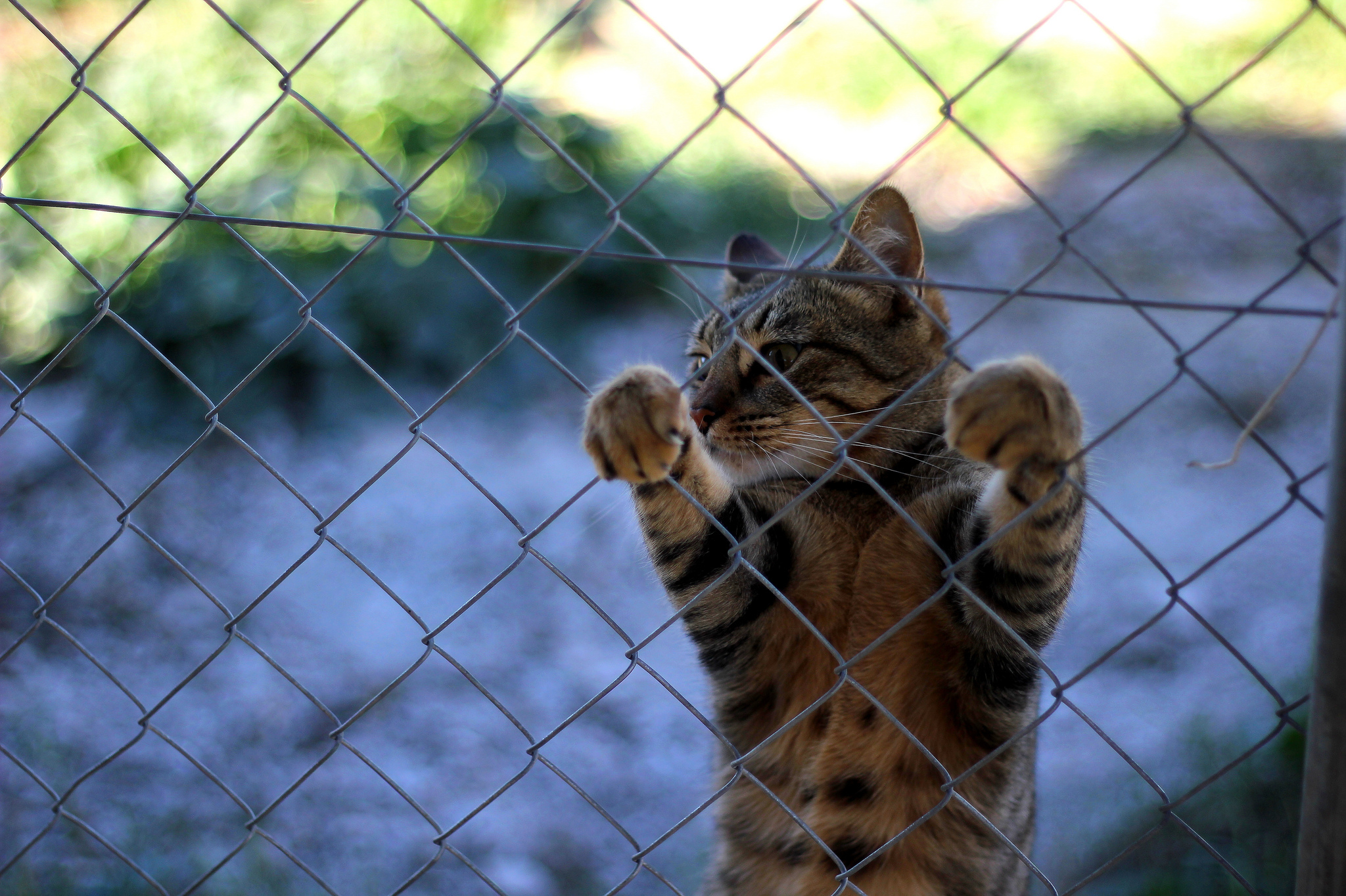 86104 Screensavers and Wallpapers Paws for phone. Download animals, cat, fence, paws, to stand, stand pictures for free