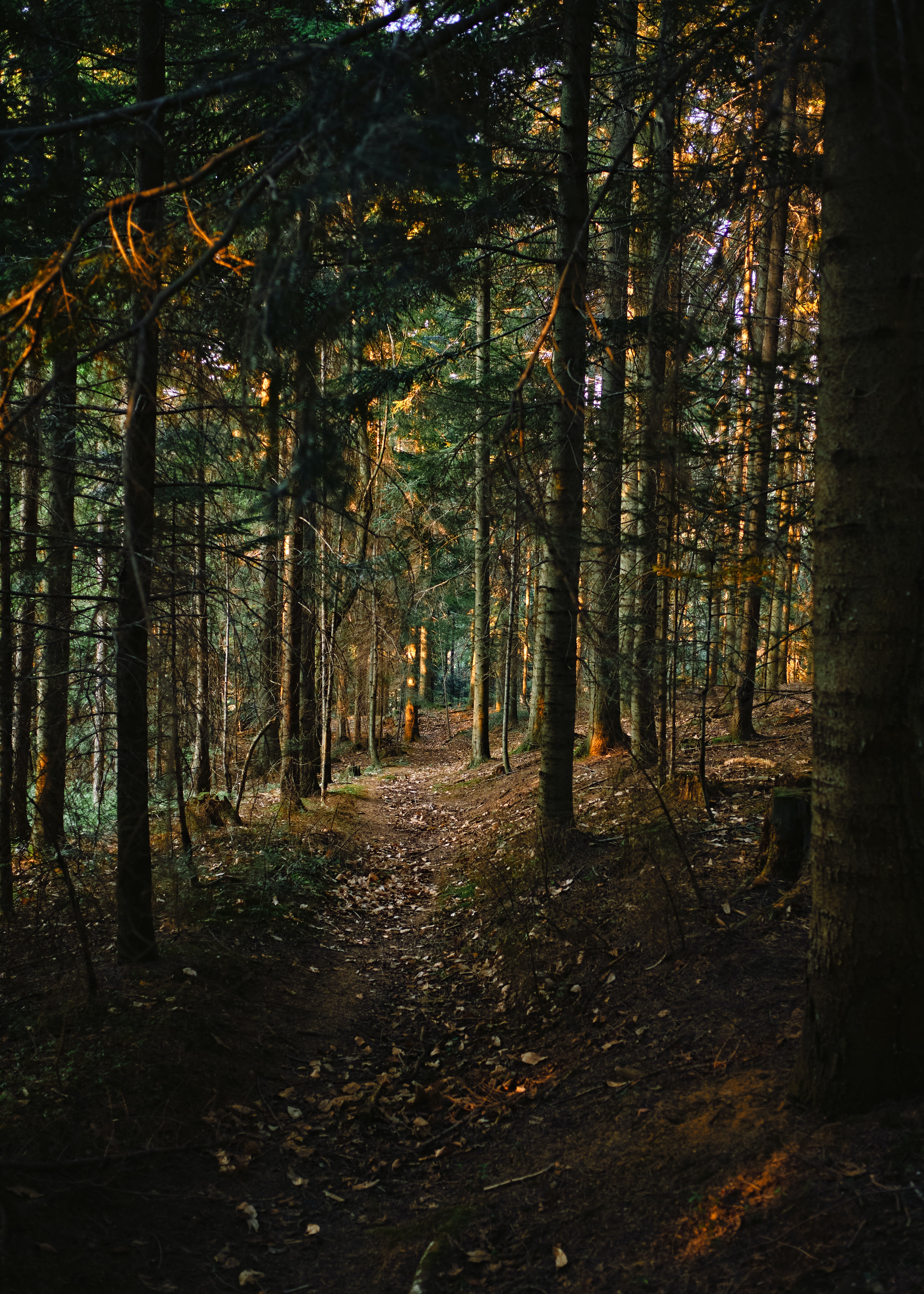 path, forest, nature Horizontal Wallpapers