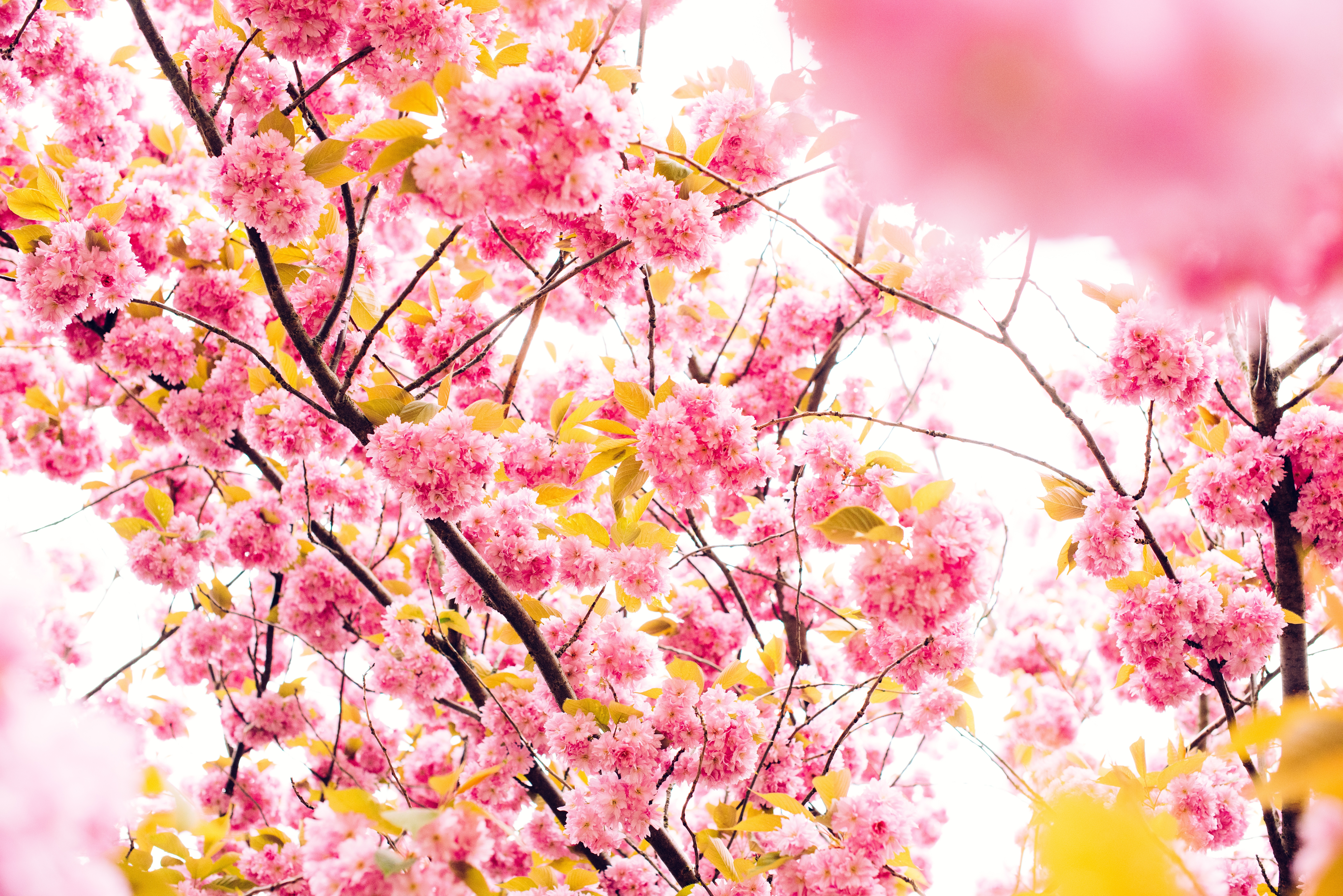 cherry, flowers, wood, tree, bloom, flowering Phone Background